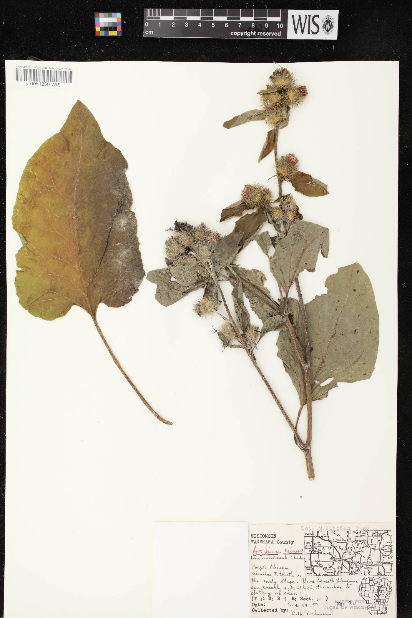 Arctium minus image