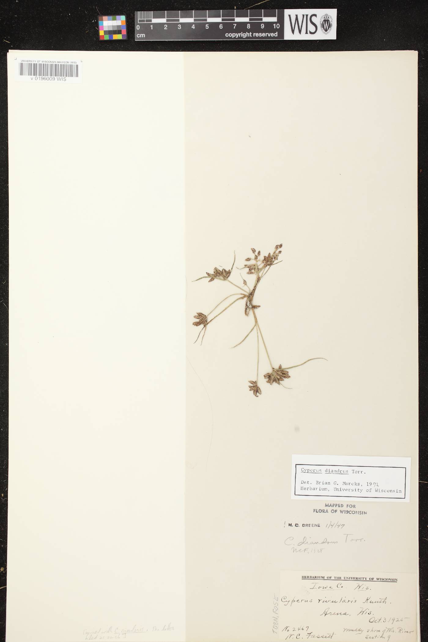 Cyperus diandrus image