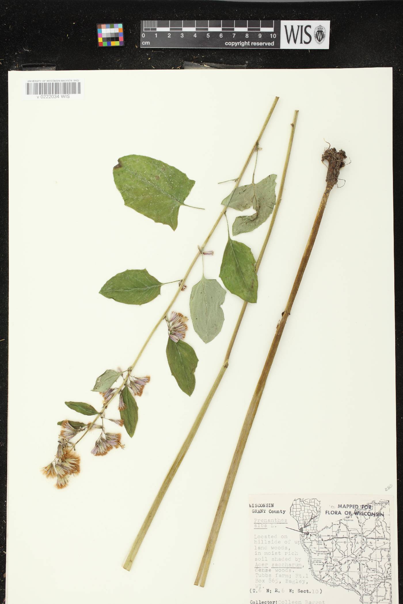 Prenanthes alba image