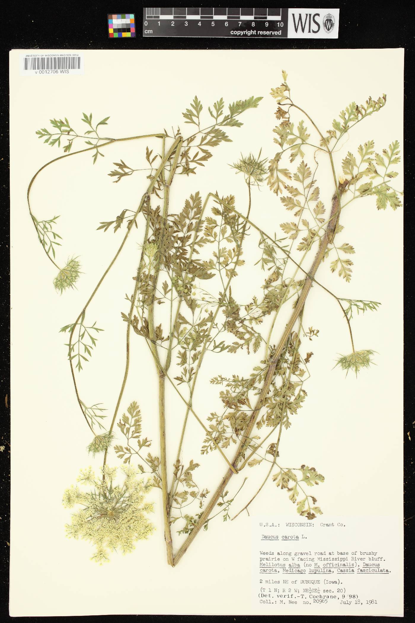 Daucus carota image