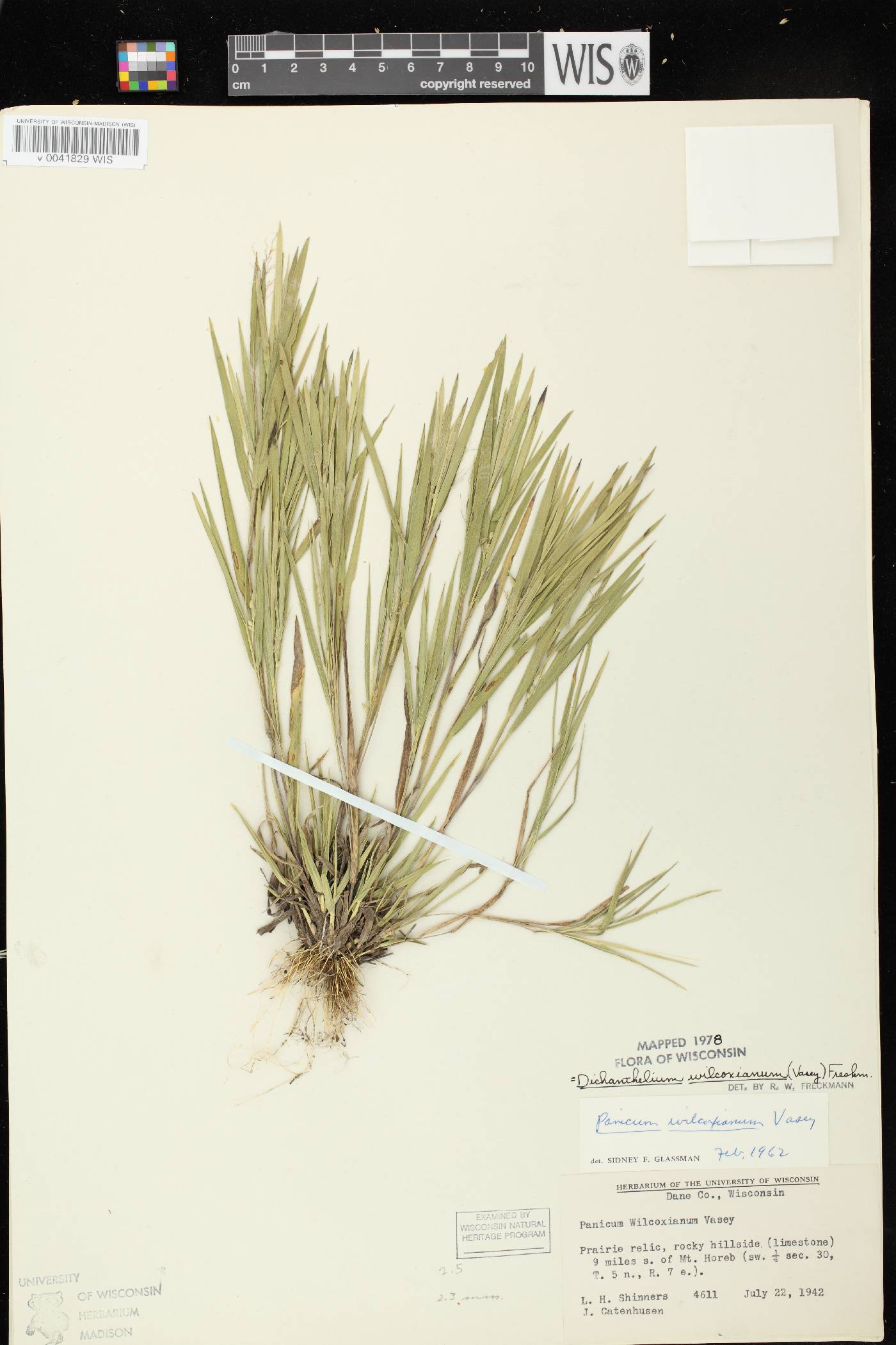 Dichanthelium wilcoxianum image