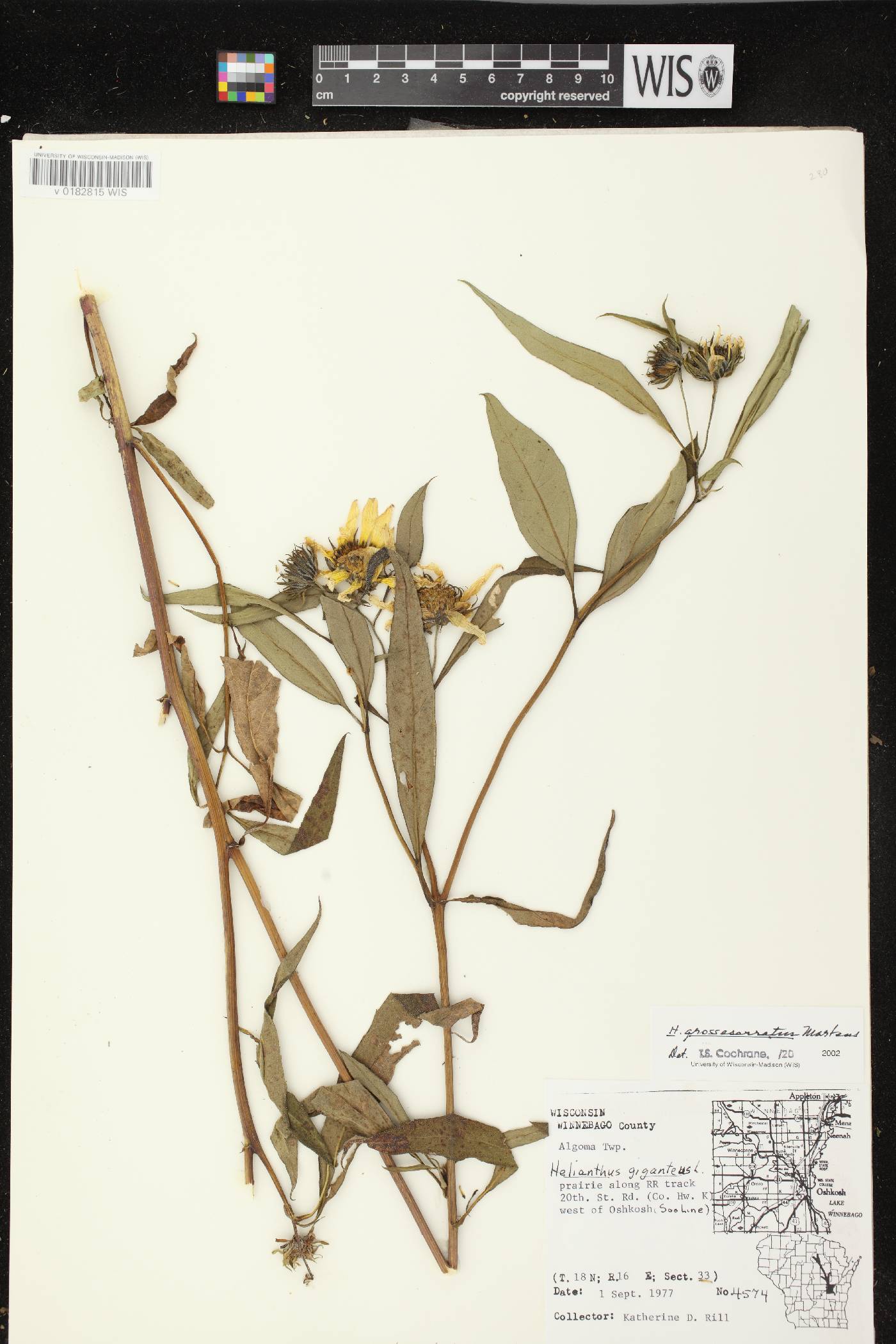 Helianthus grosseserratus image