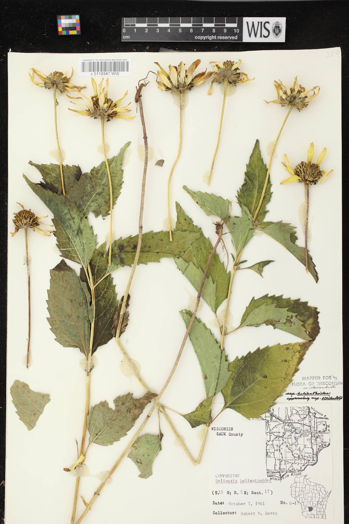 Heliopsis helianthoides var. helianthoides image