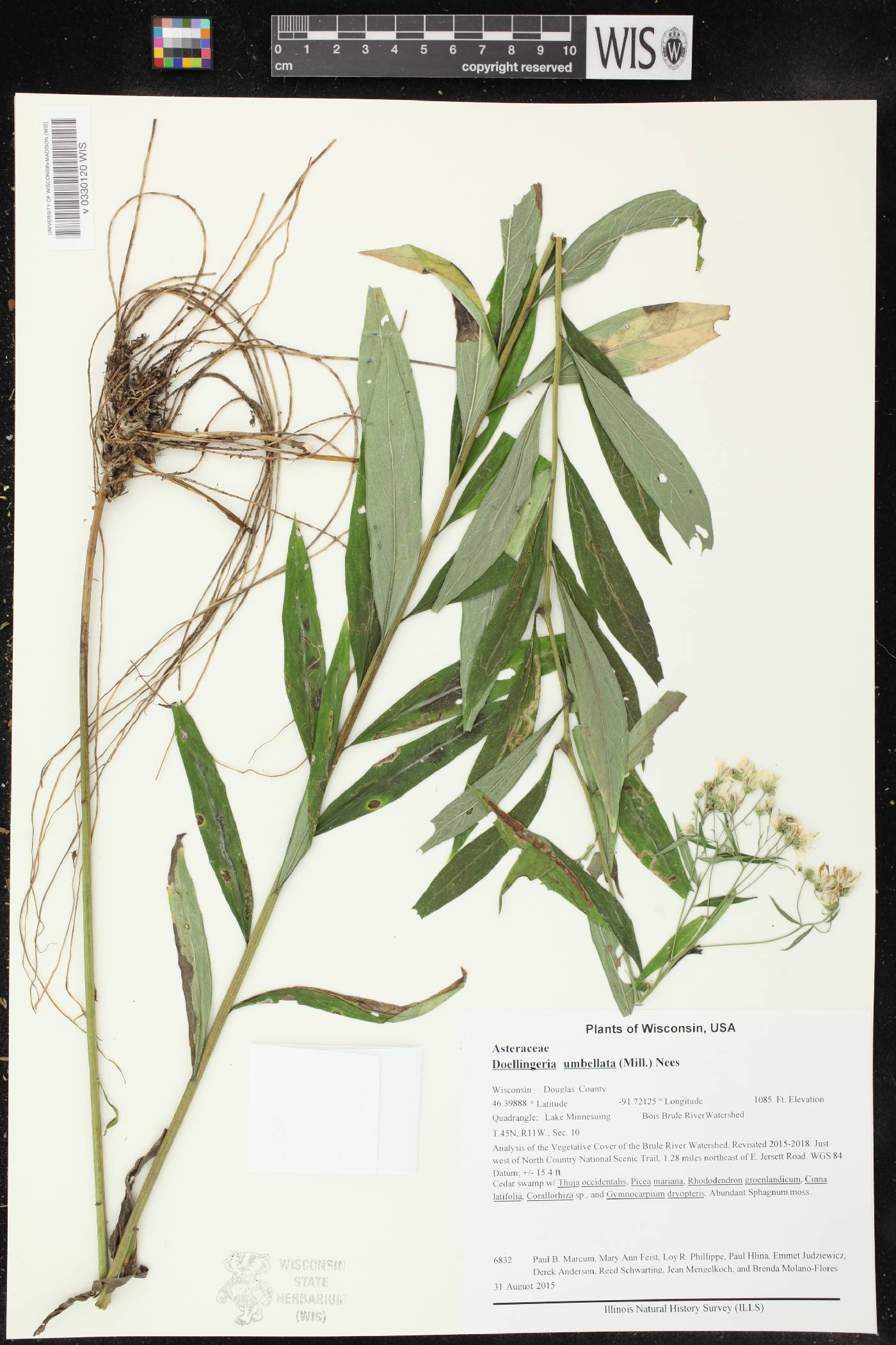 Doellingeria umbellata image