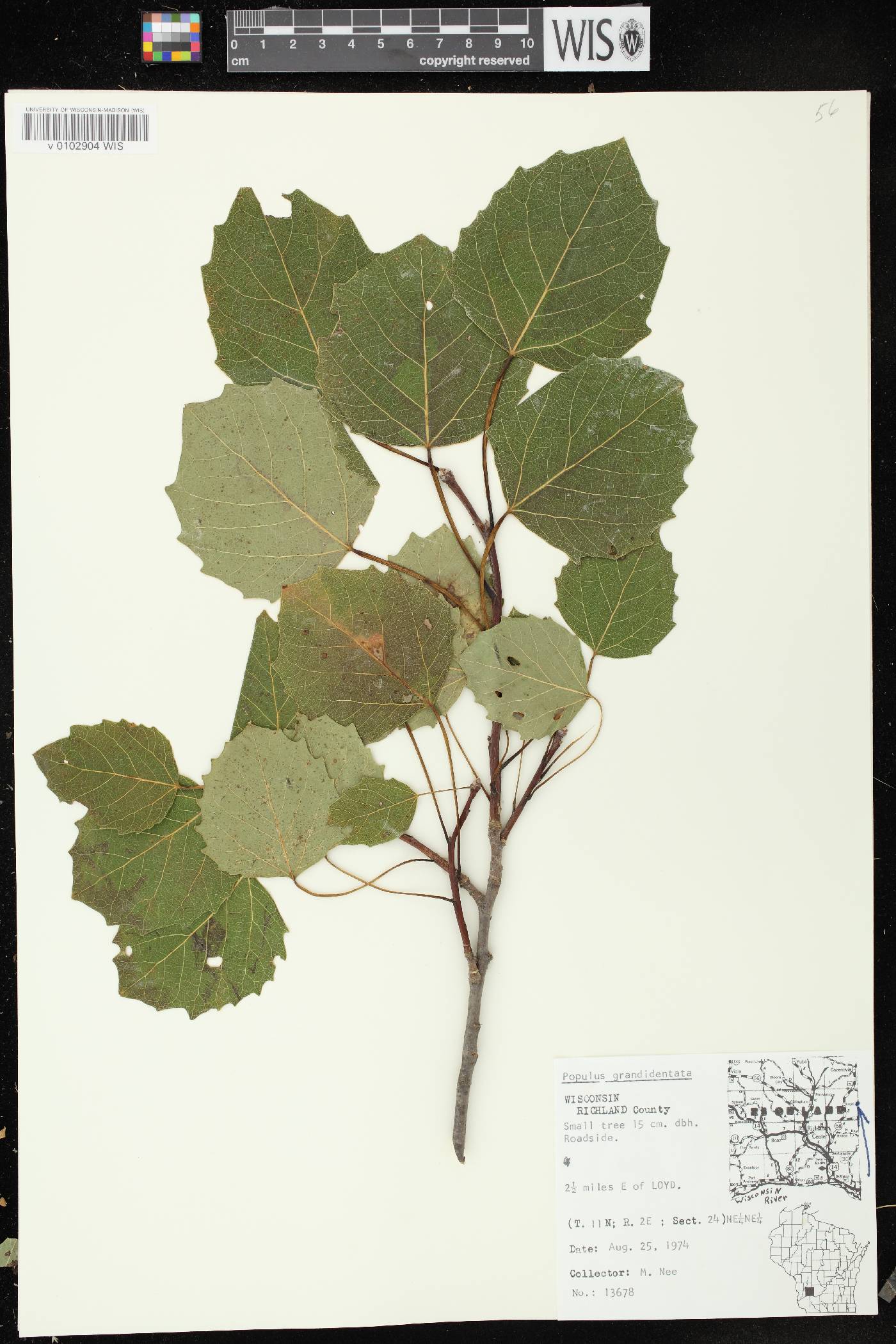 Populus grandidentata image
