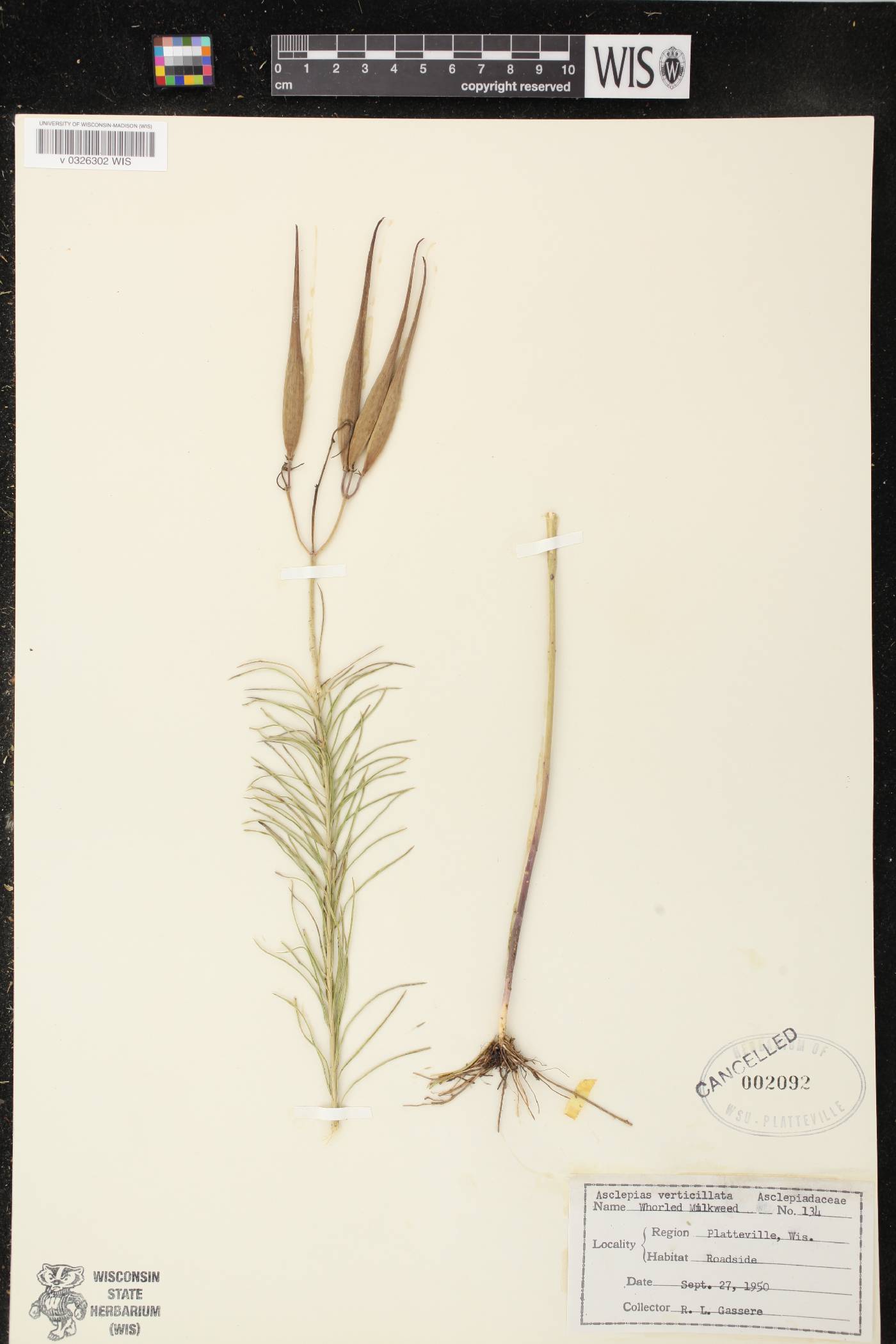 Asclepias verticillata image