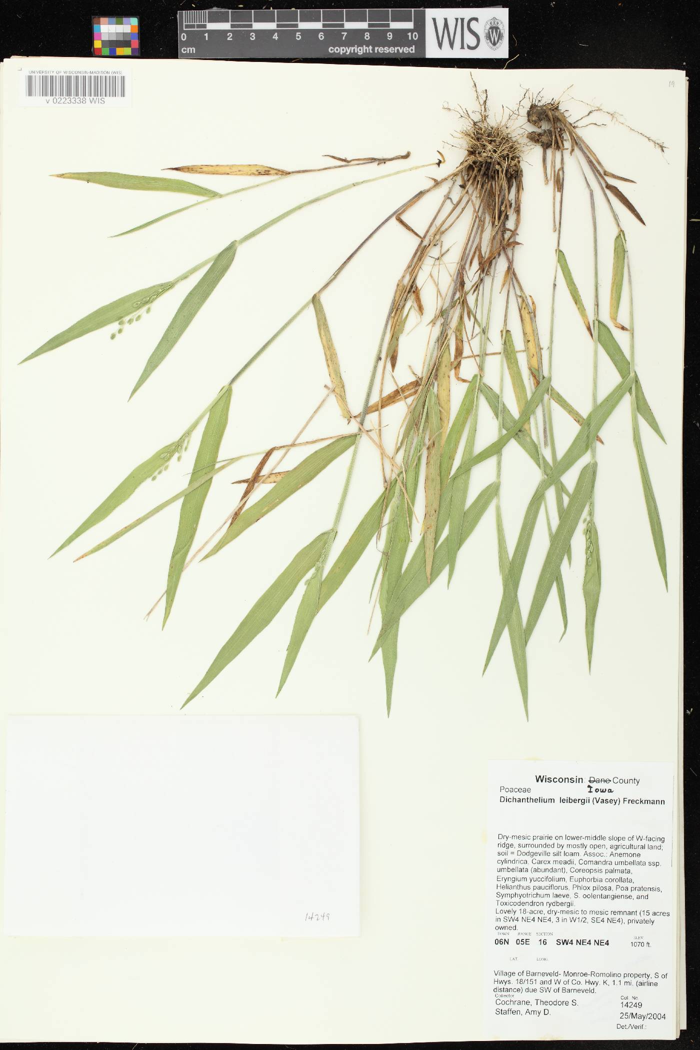 Dichanthelium leibergii image