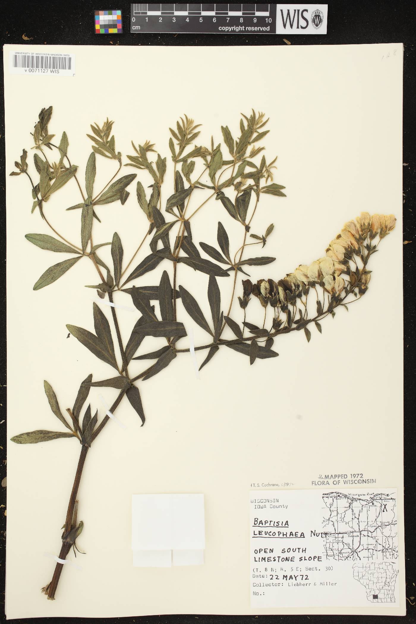 Baptisia leucophaea image