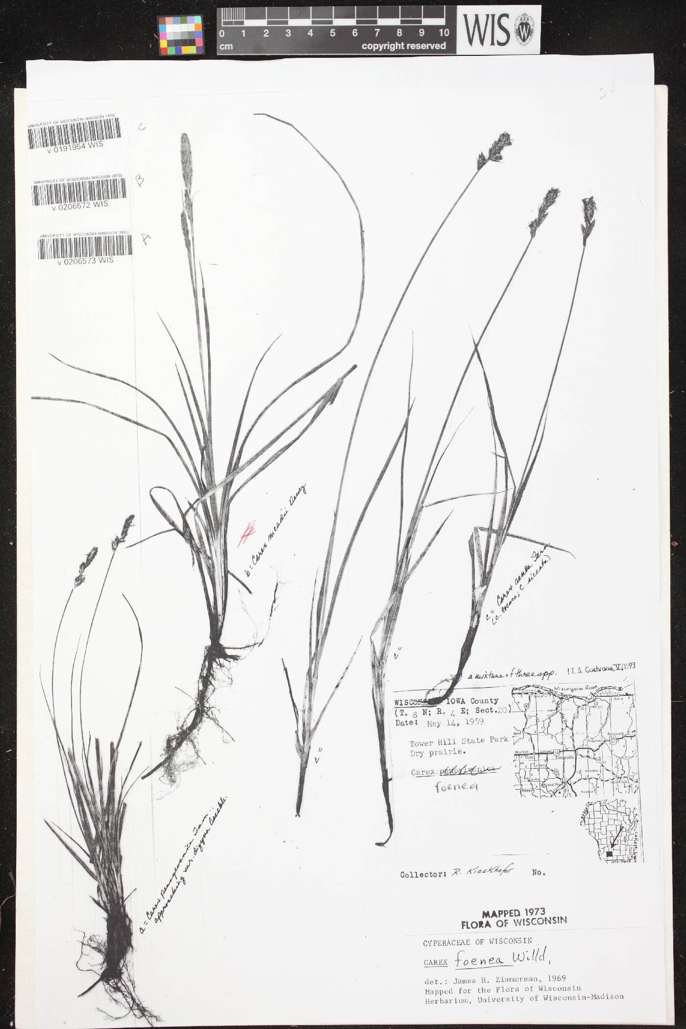 Carex foenea image