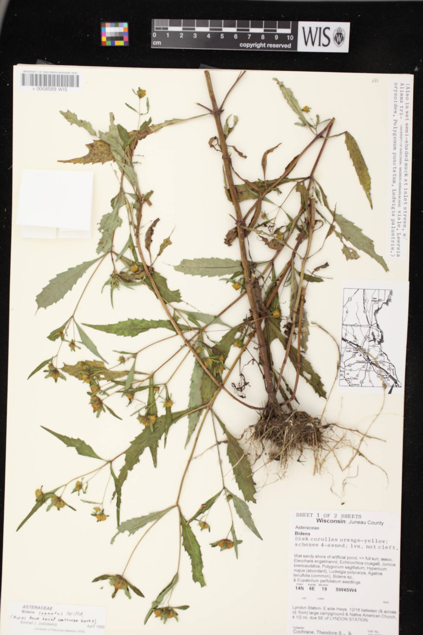 Bidens connata image