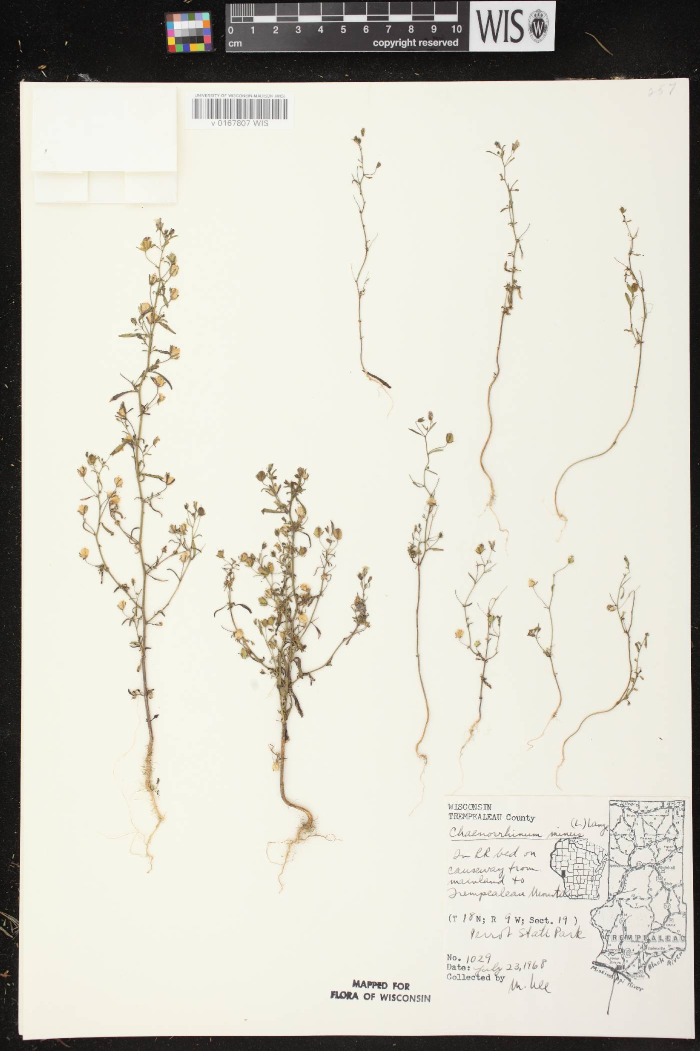 Chaenorhinum minus image