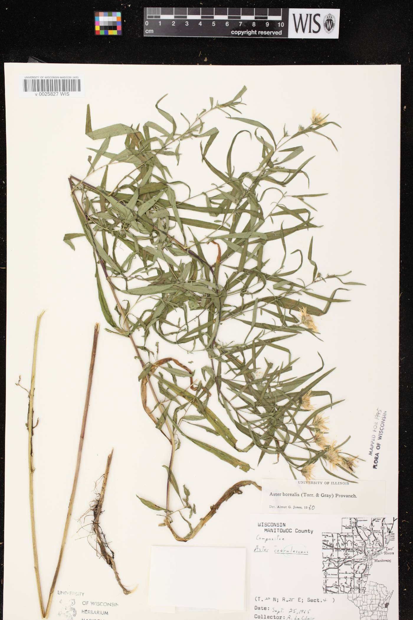 Symphyotrichum boreale image