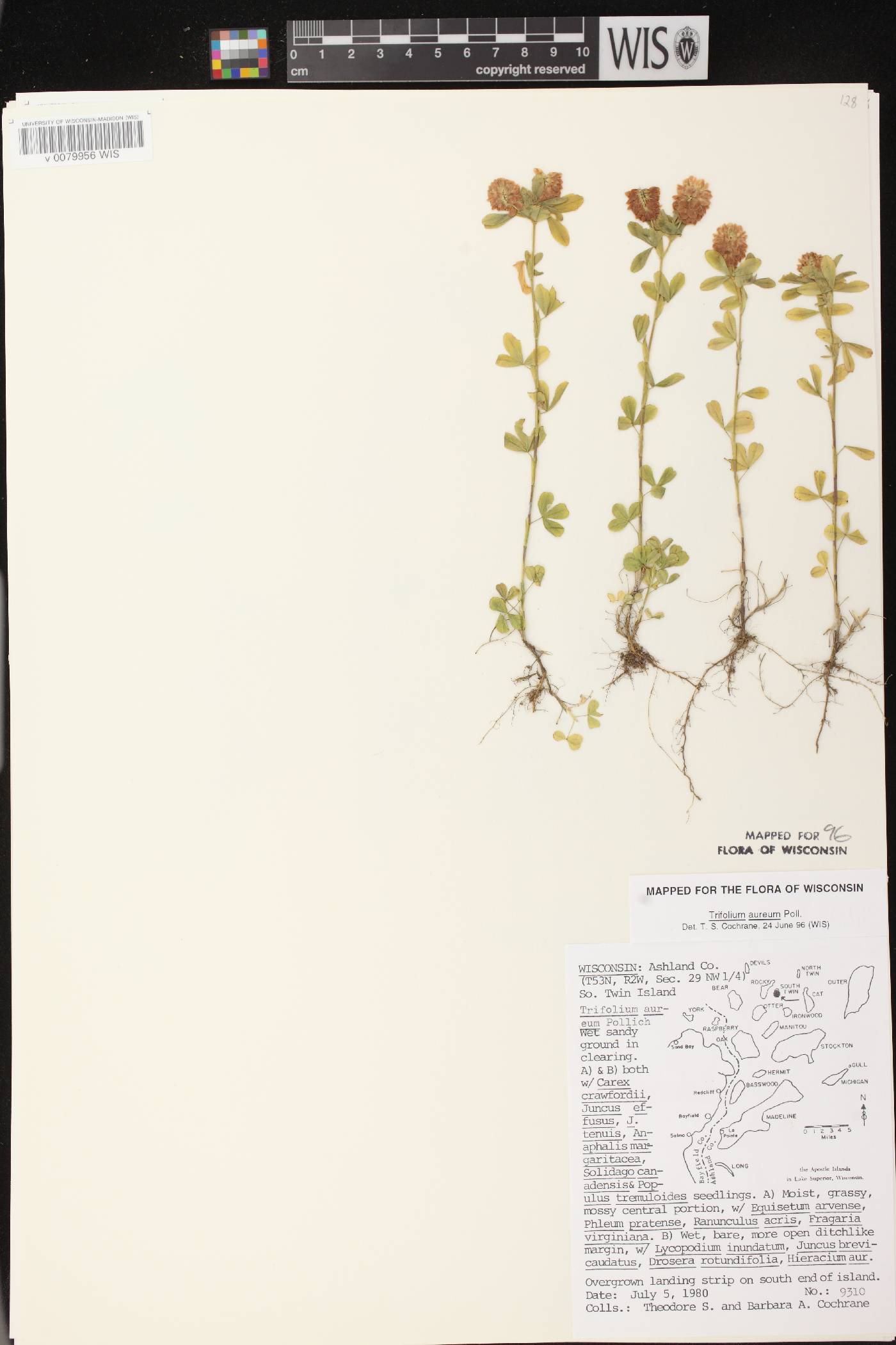 Trifolium aureum image
