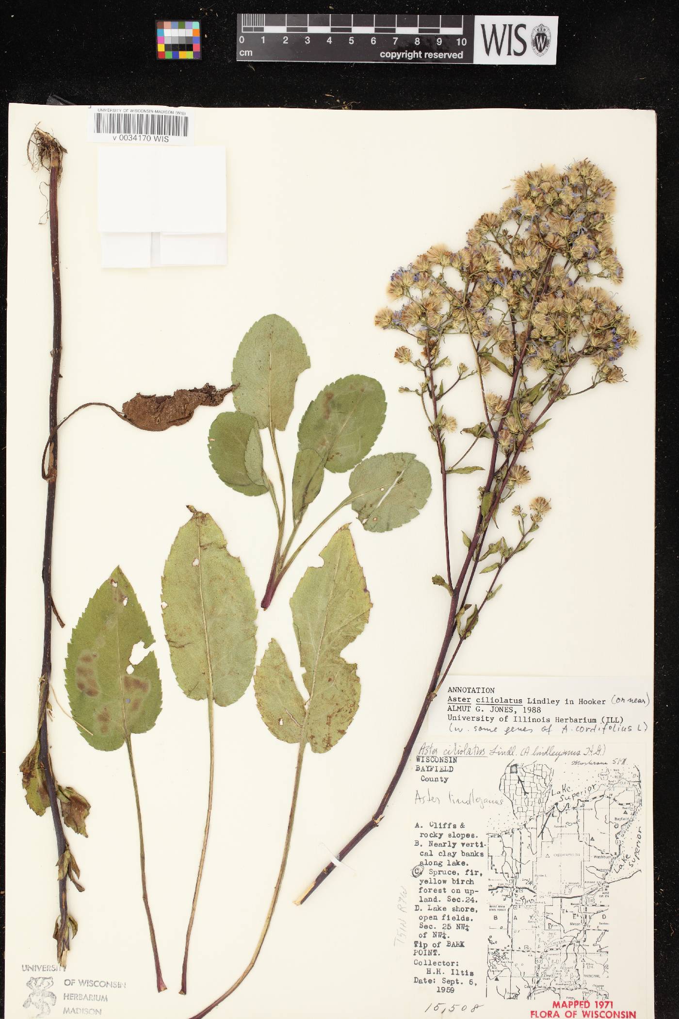 Symphyotrichum ciliolatum image