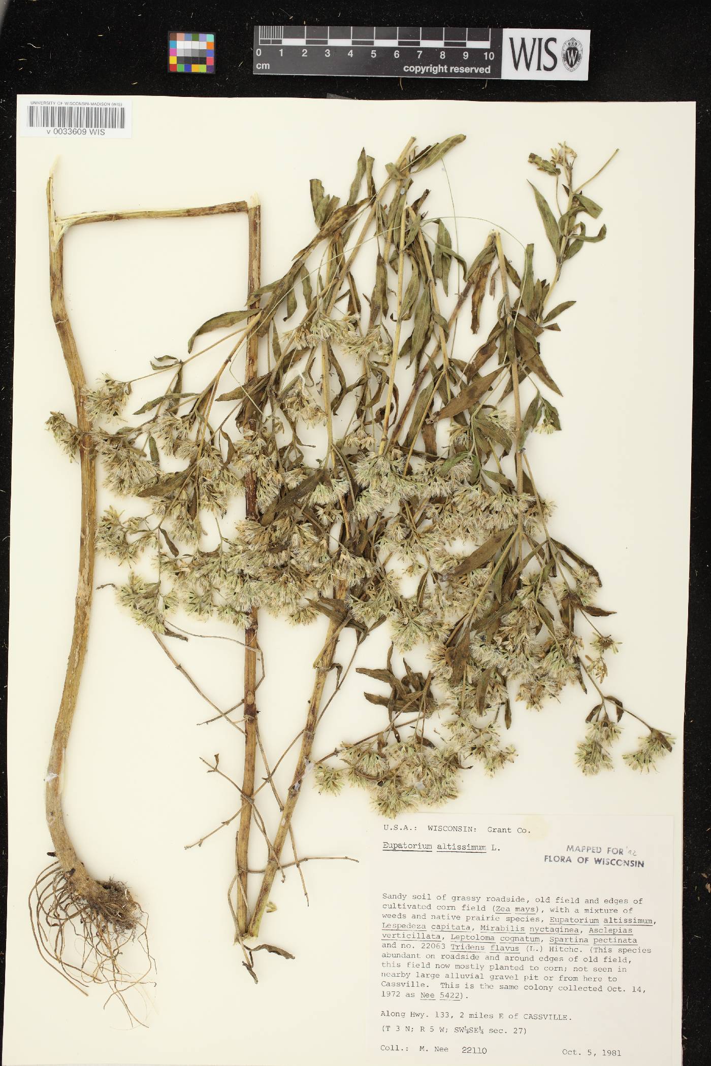 Eupatorium altissimum image