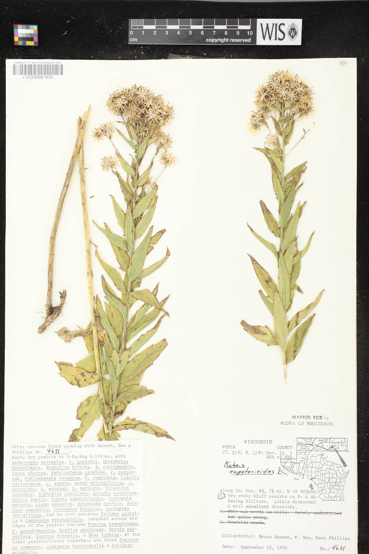 Brickellia eupatorioides image