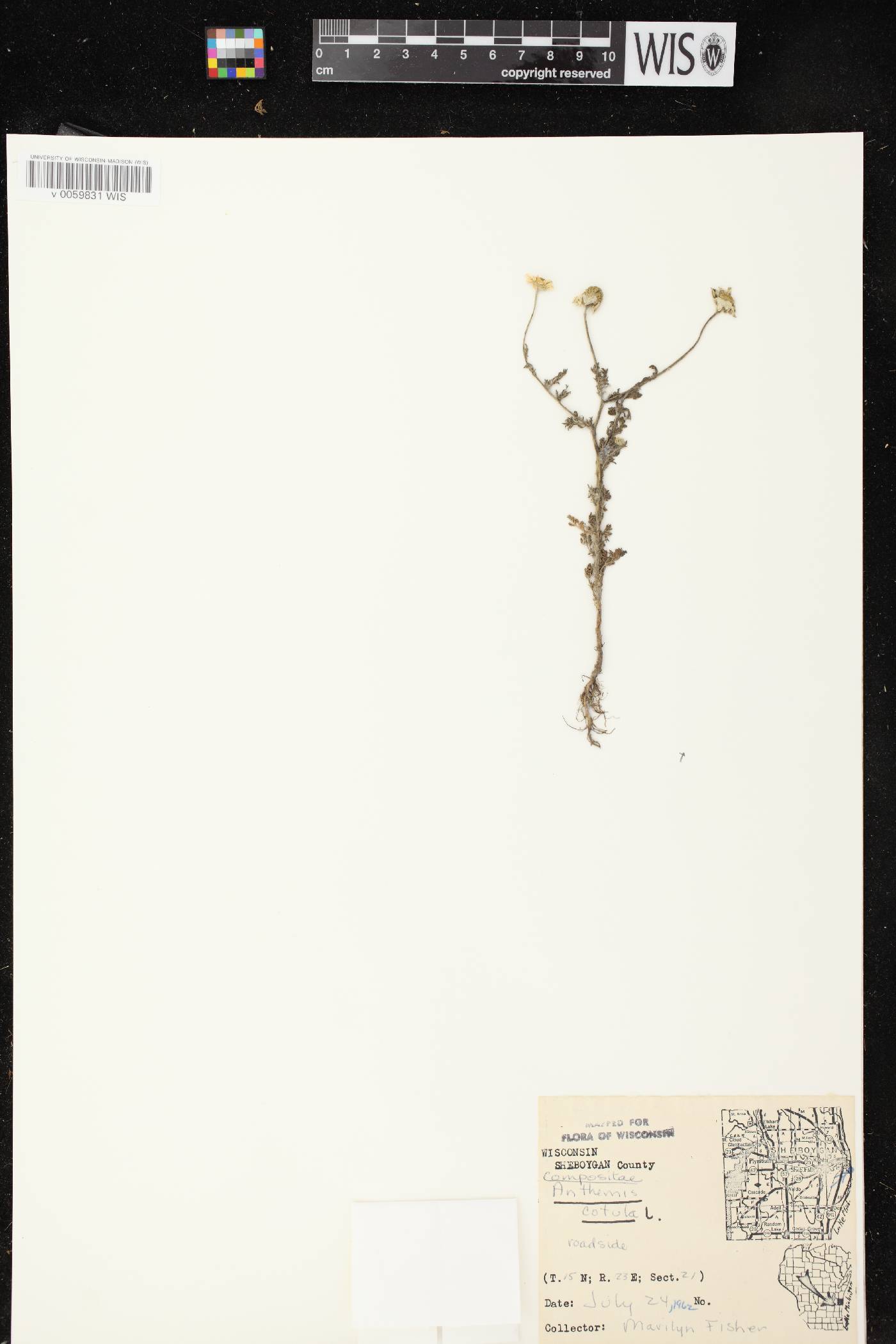 Anthemis cotula image