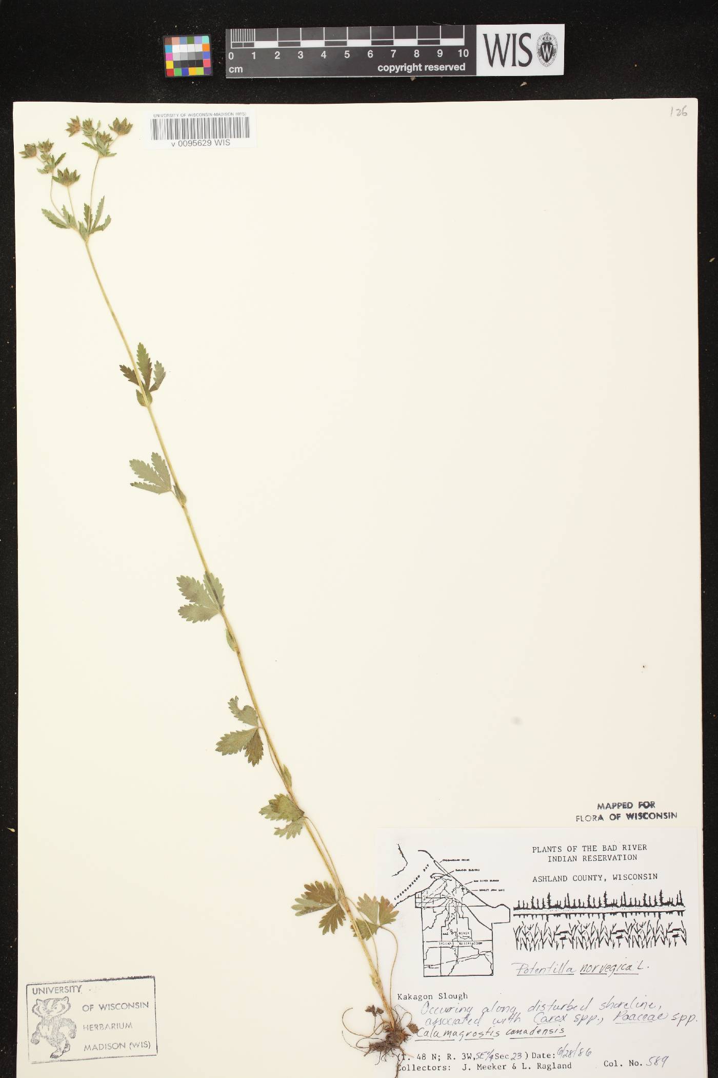 Potentilla norvegica image