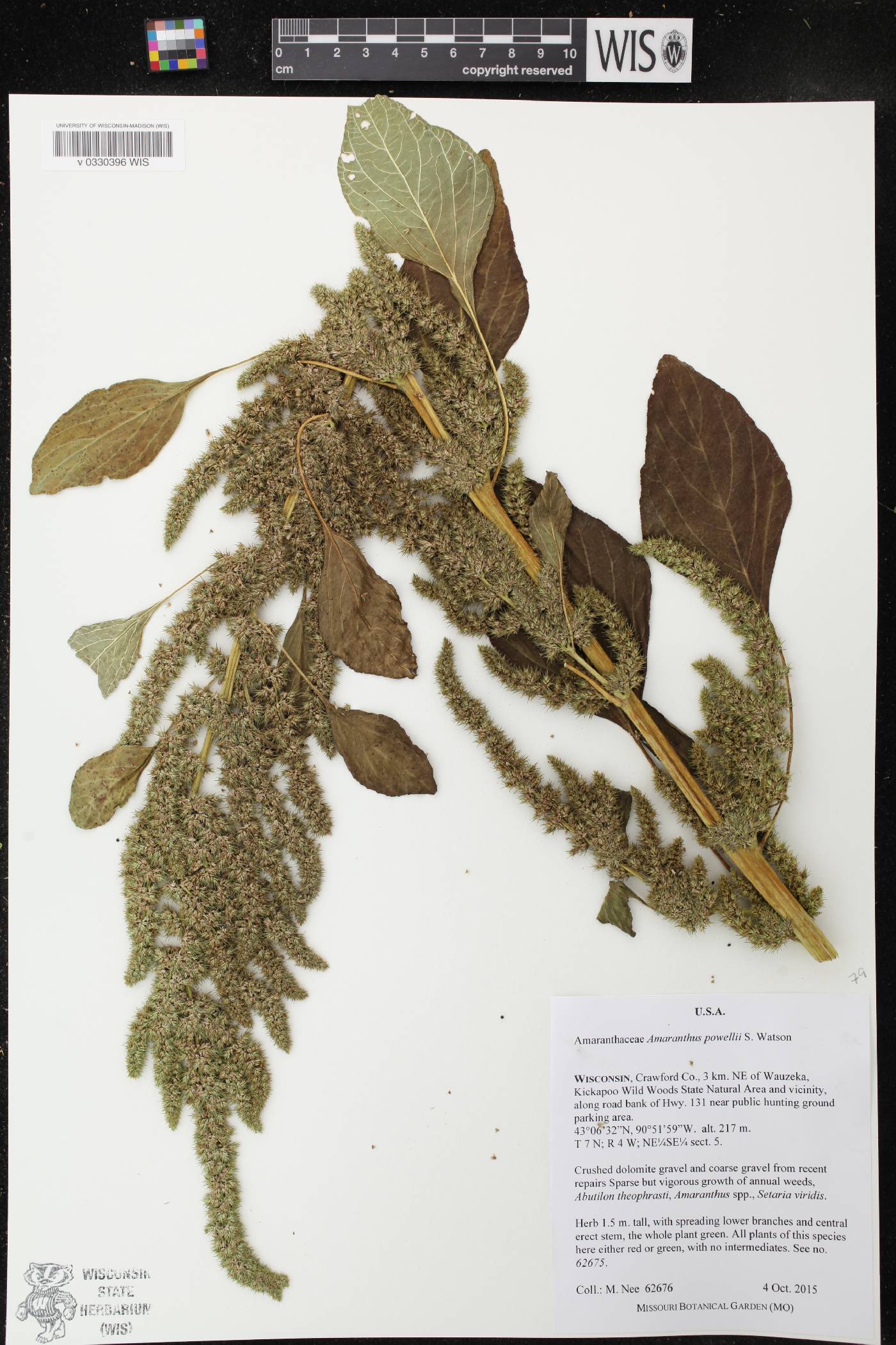 Amaranthus powellii image