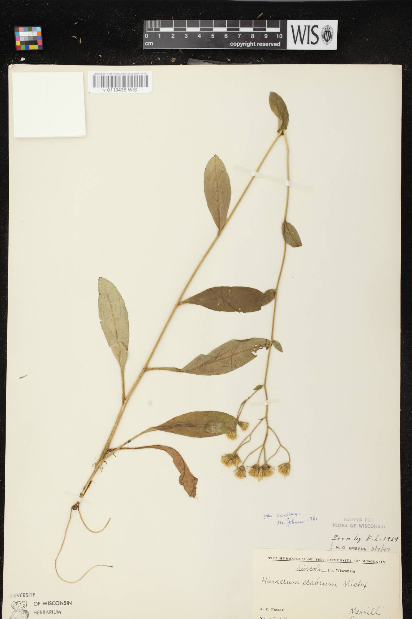 Hieracium scabrum image
