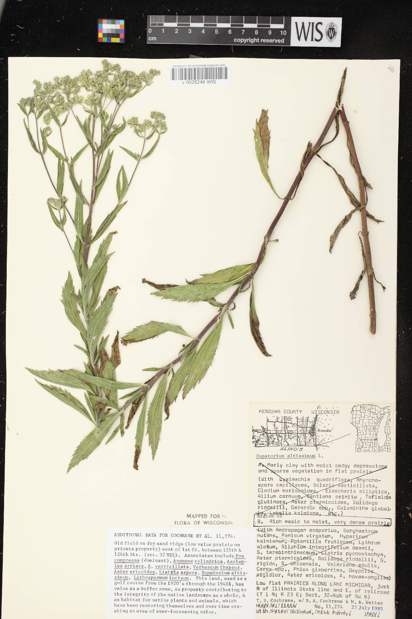 Eupatorium altissimum image