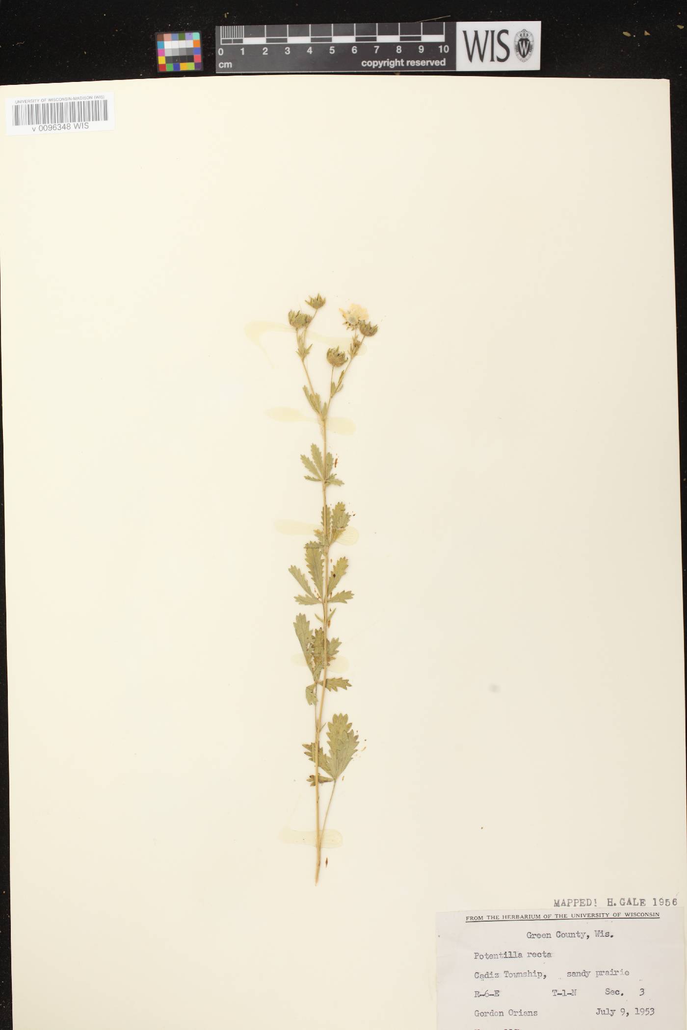 Potentilla recta image