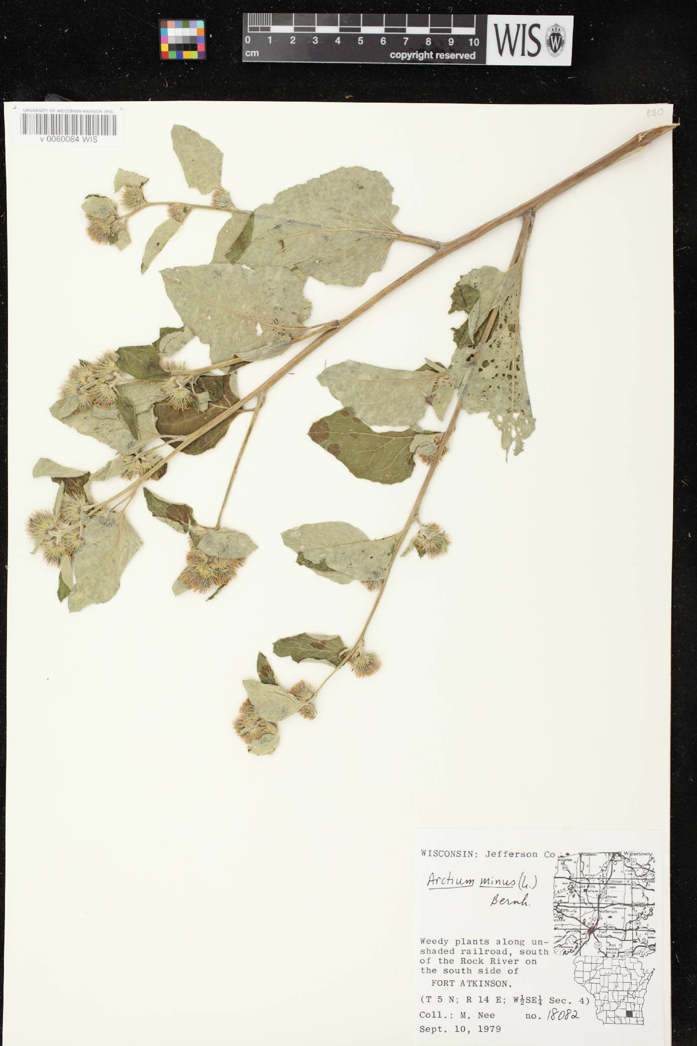 Arctium minus image