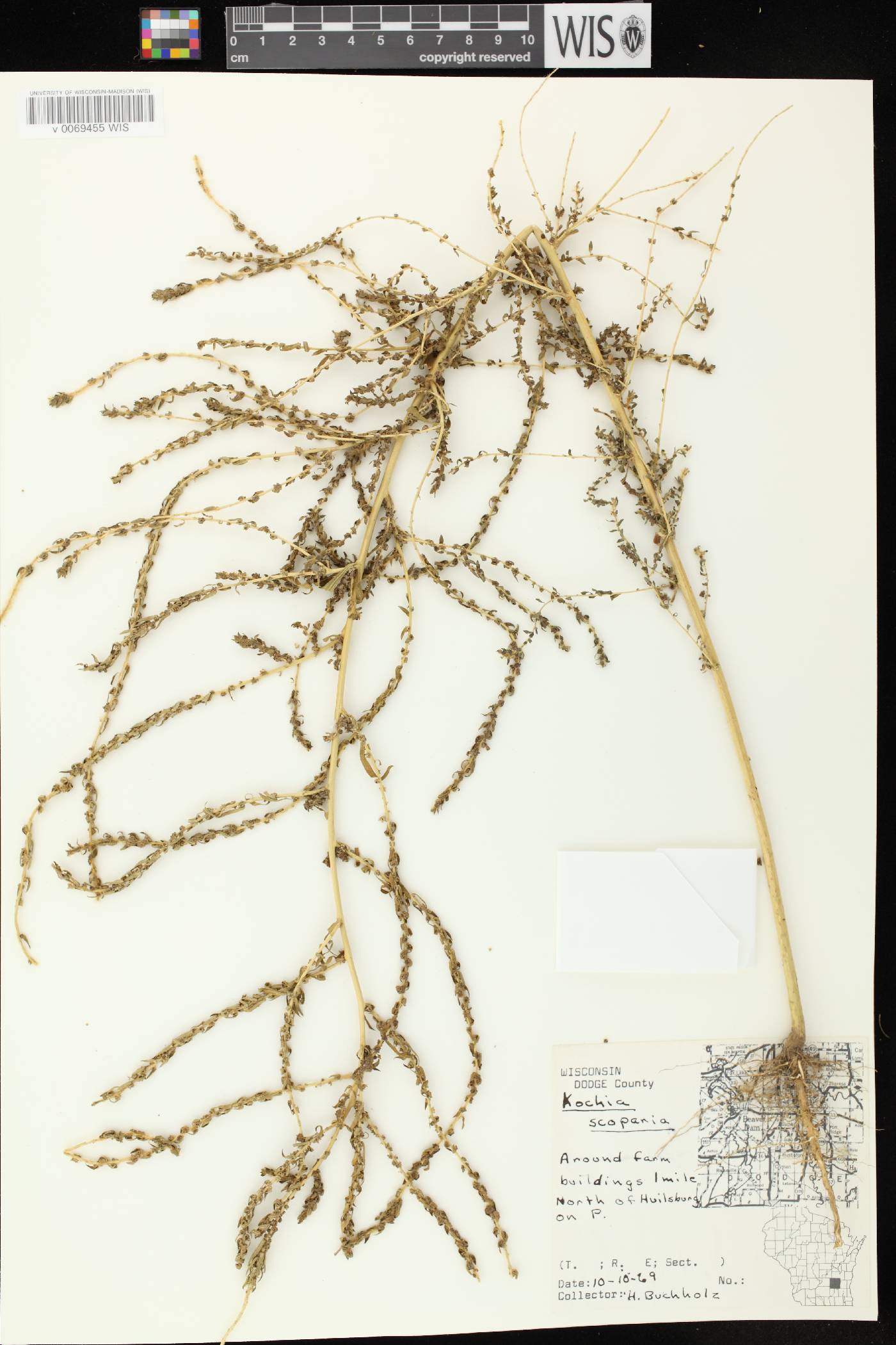 Bassia scoparia image