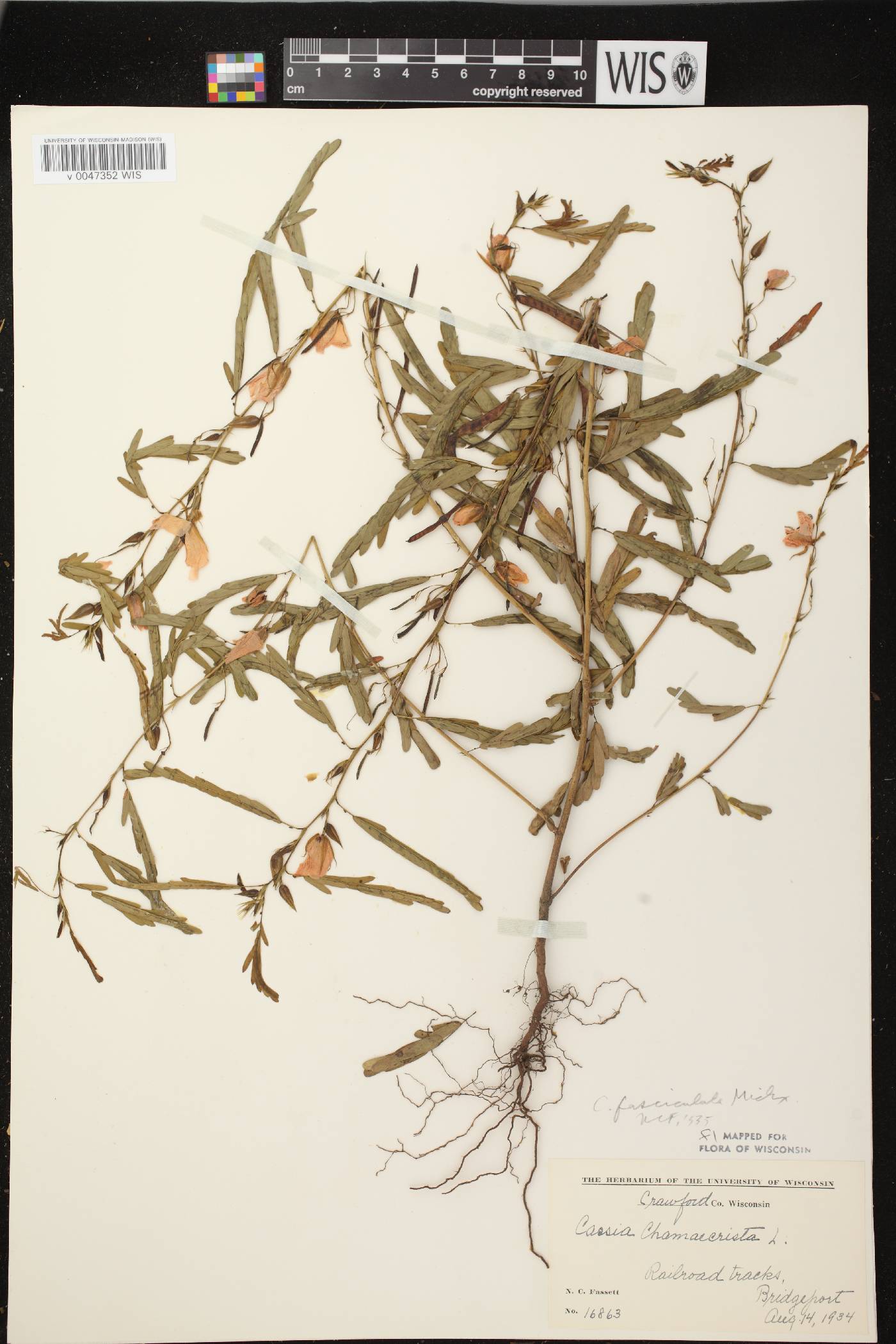 Chamaecrista fasciculata image
