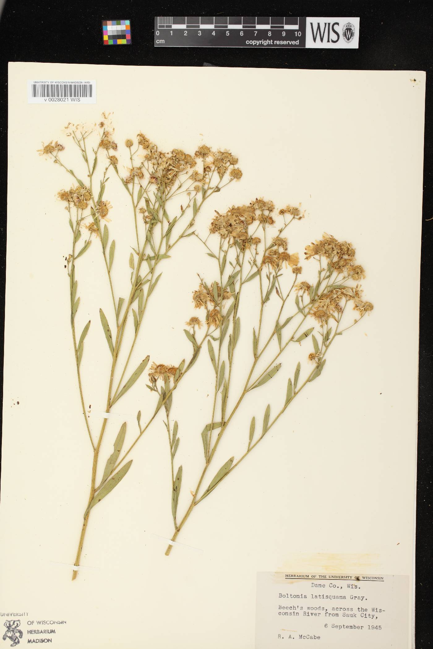 Boltonia asteroides var. recognita image