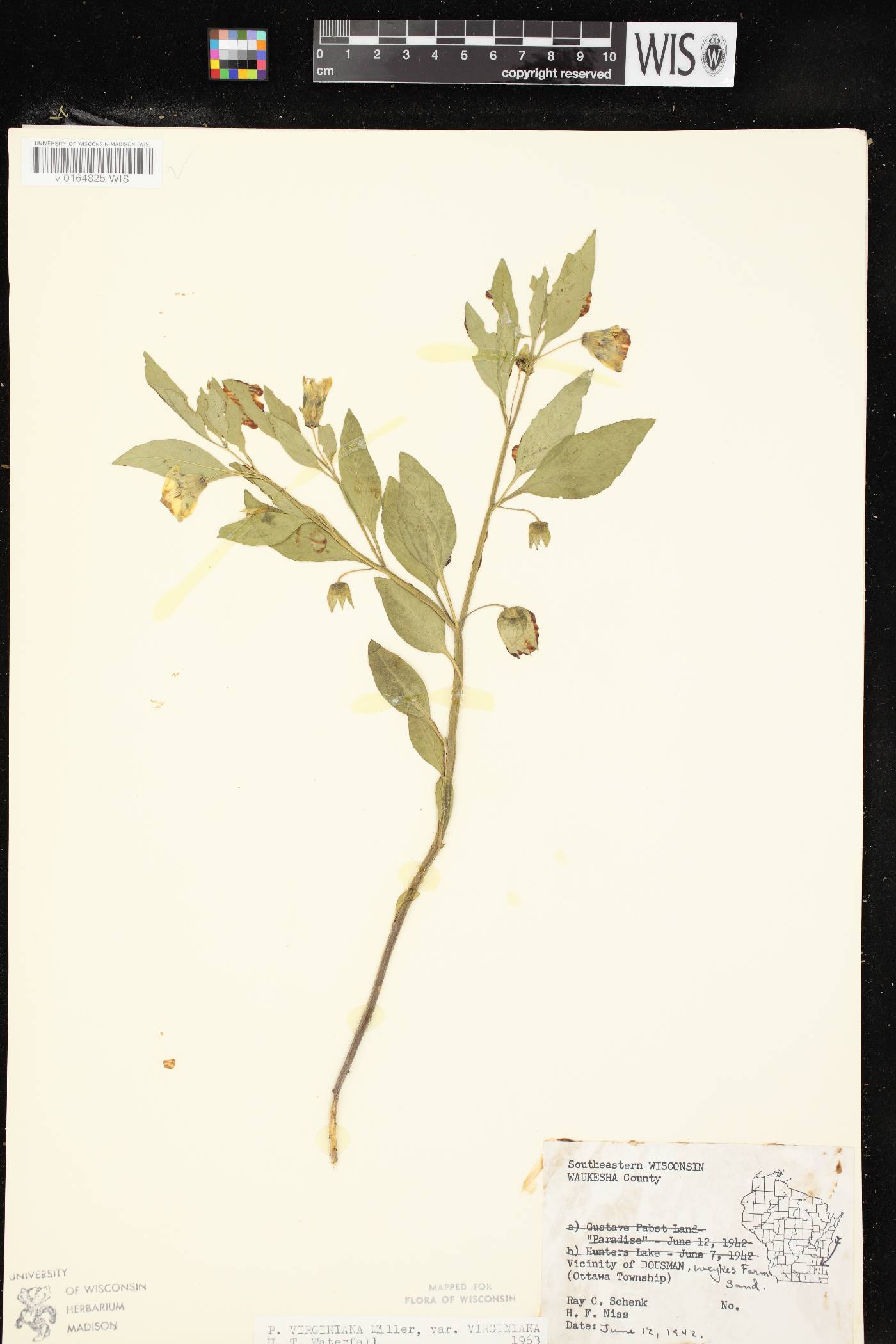 Physalis virginiana var. virginiana image