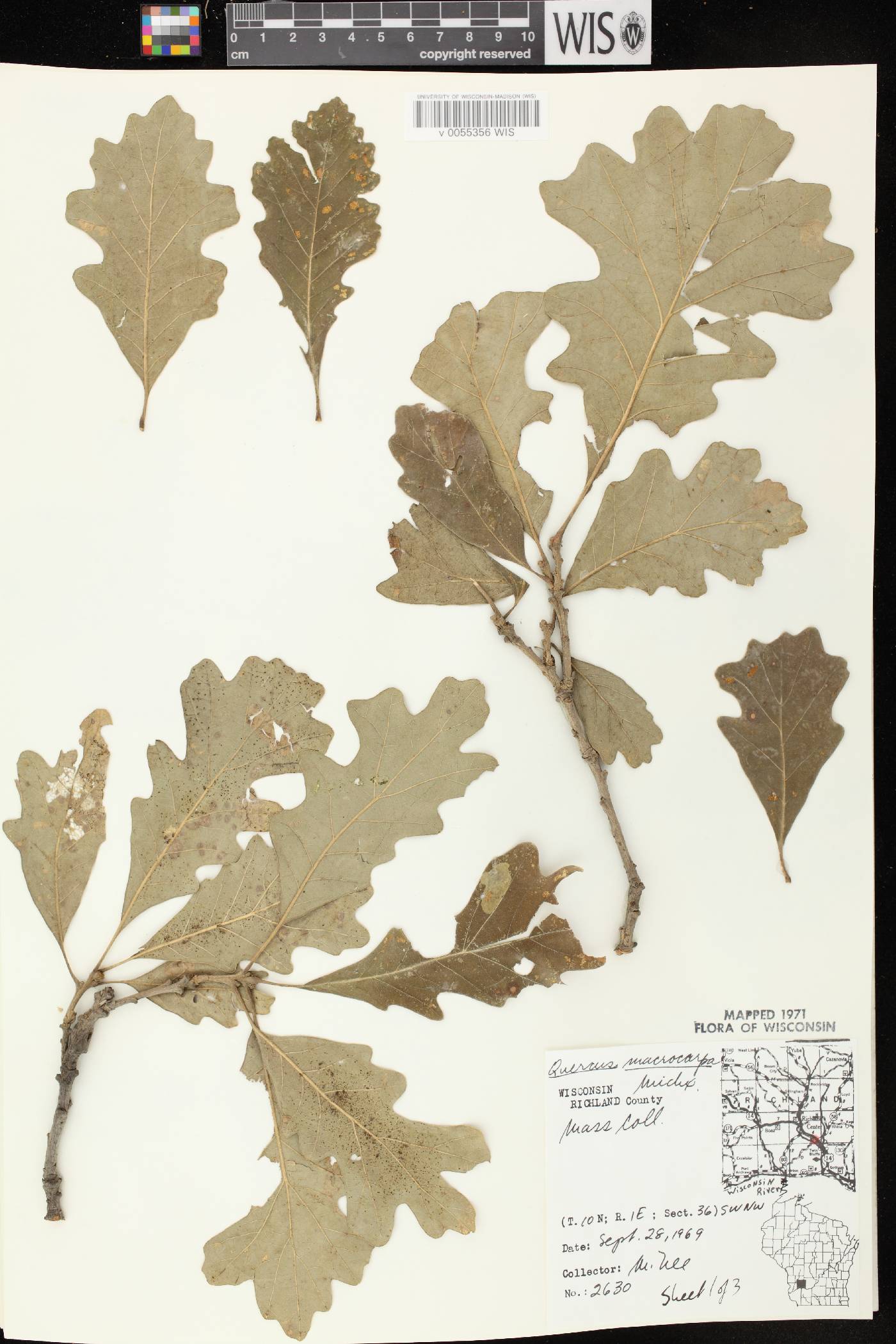 Quercus macrocarpa image
