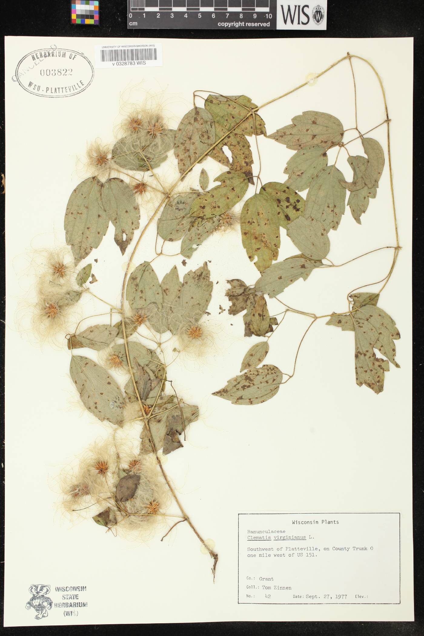 Clematis virginiana image