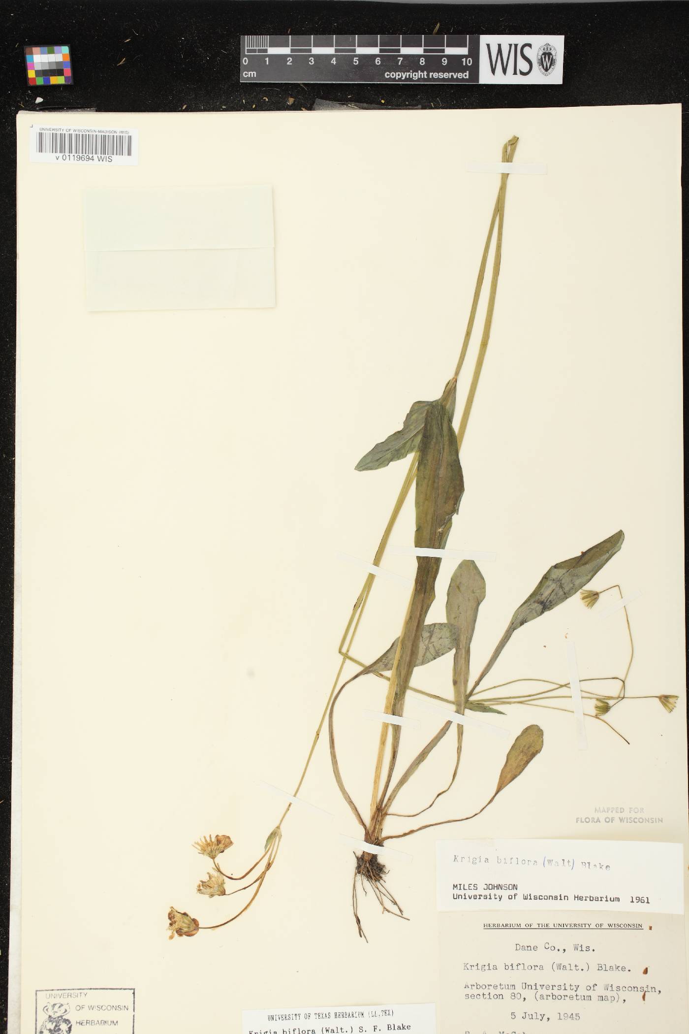 Krigia biflora image