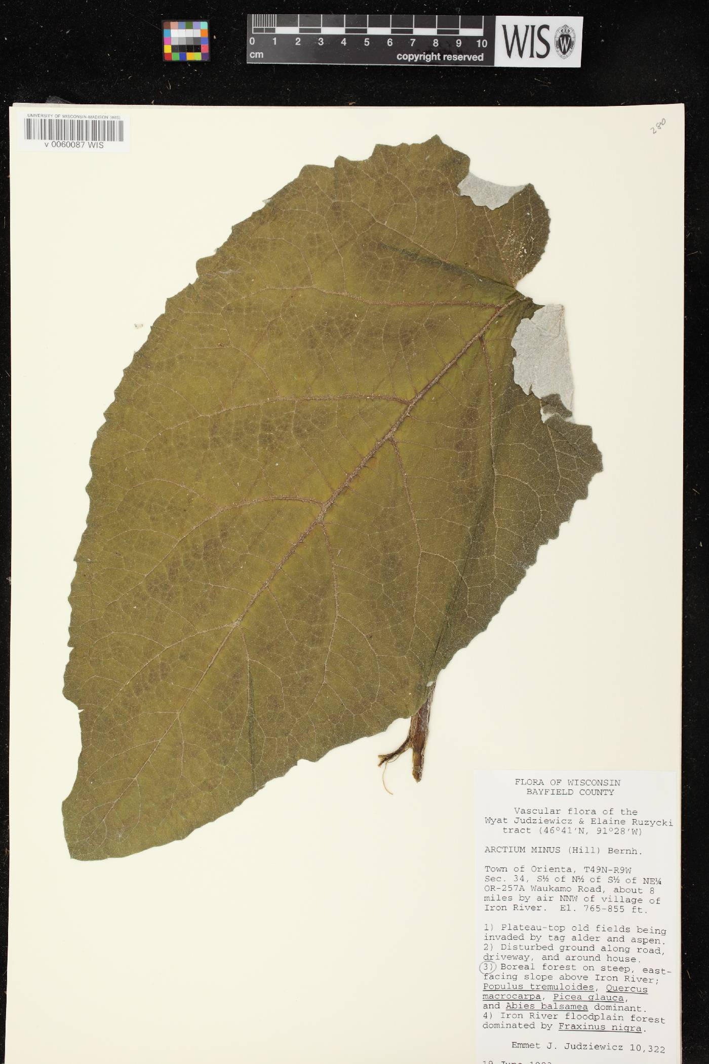 Arctium minus image