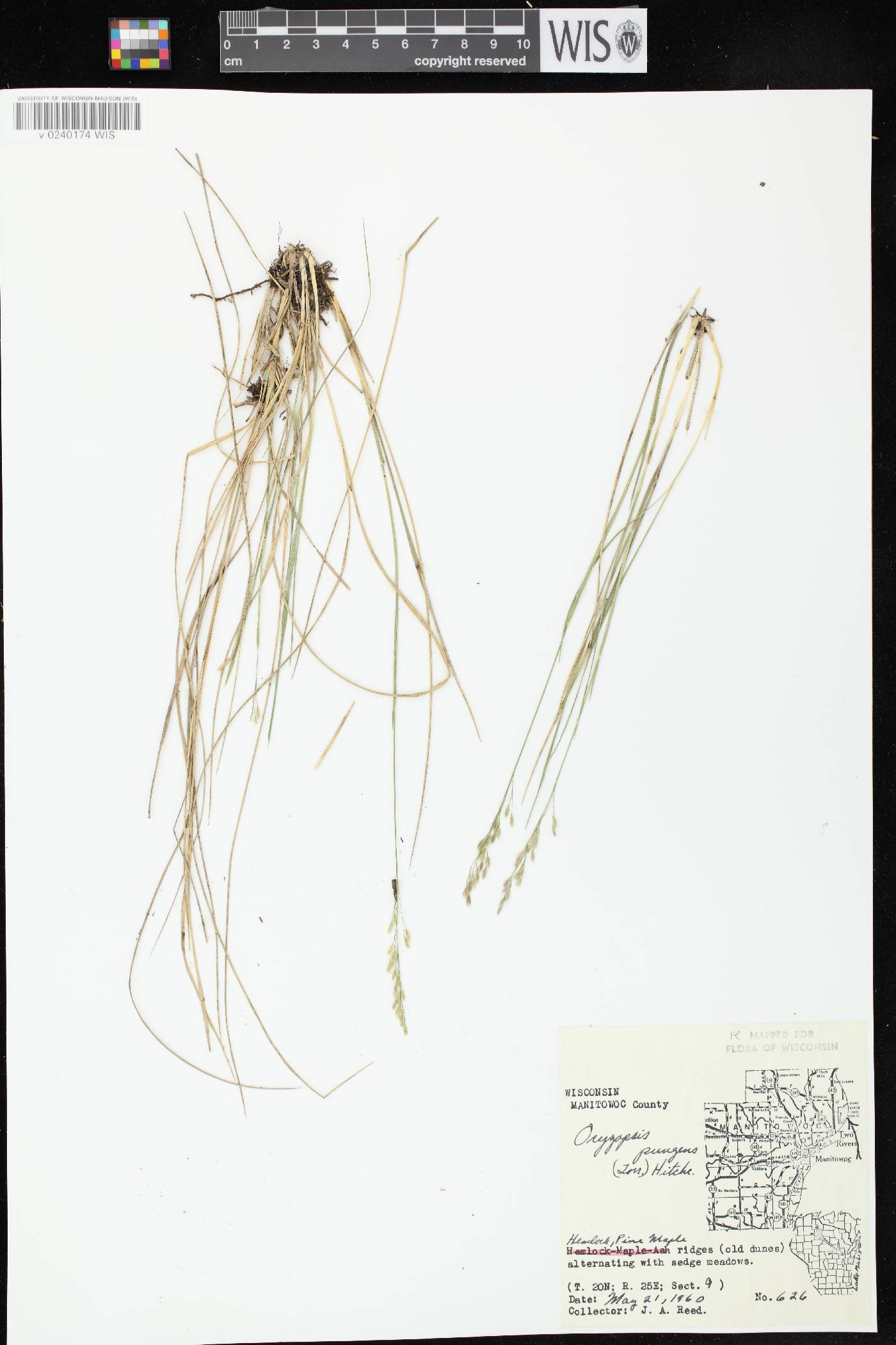 Piptatheropsis pungens image