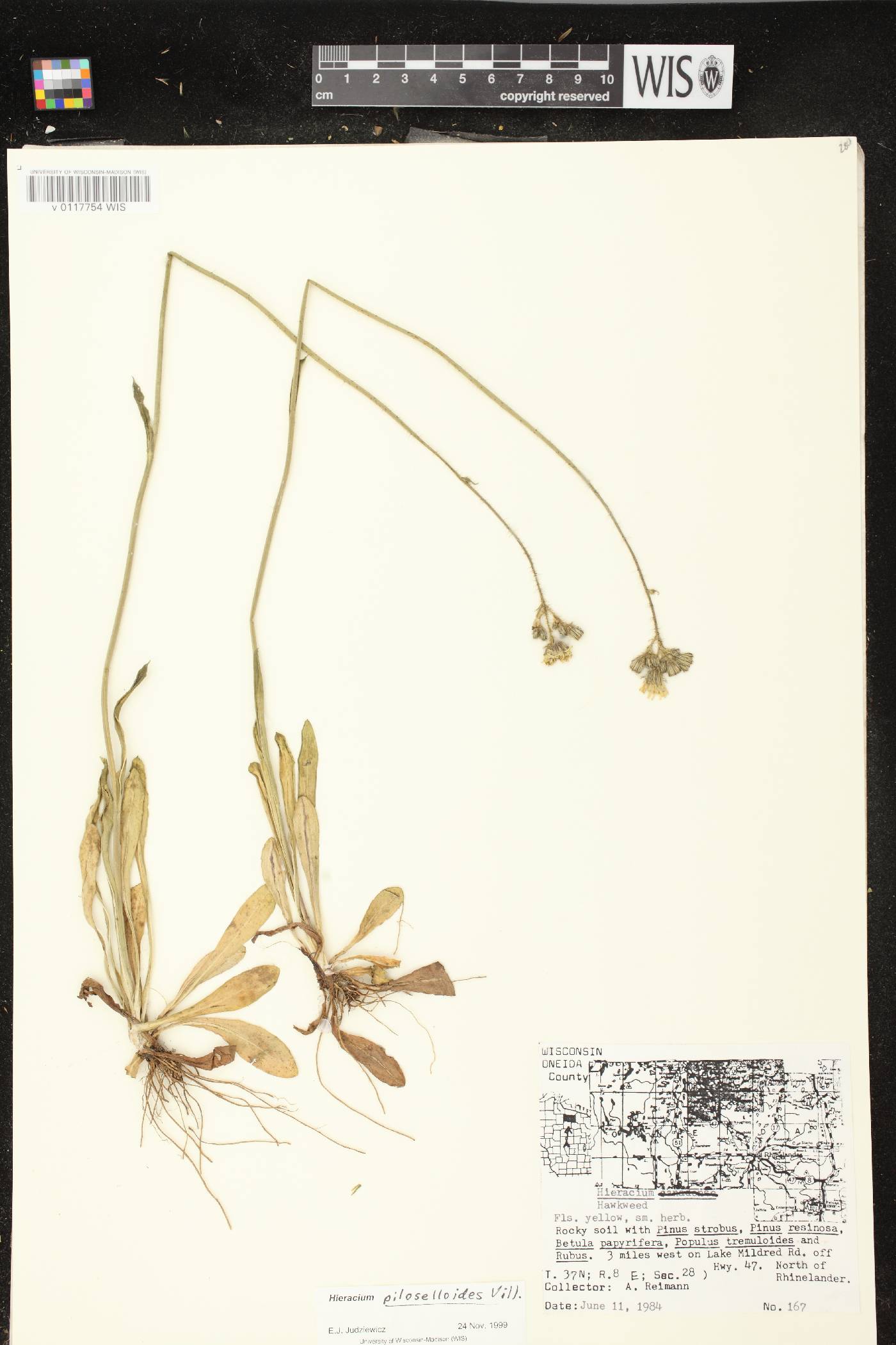 Hieracium piloselloides image