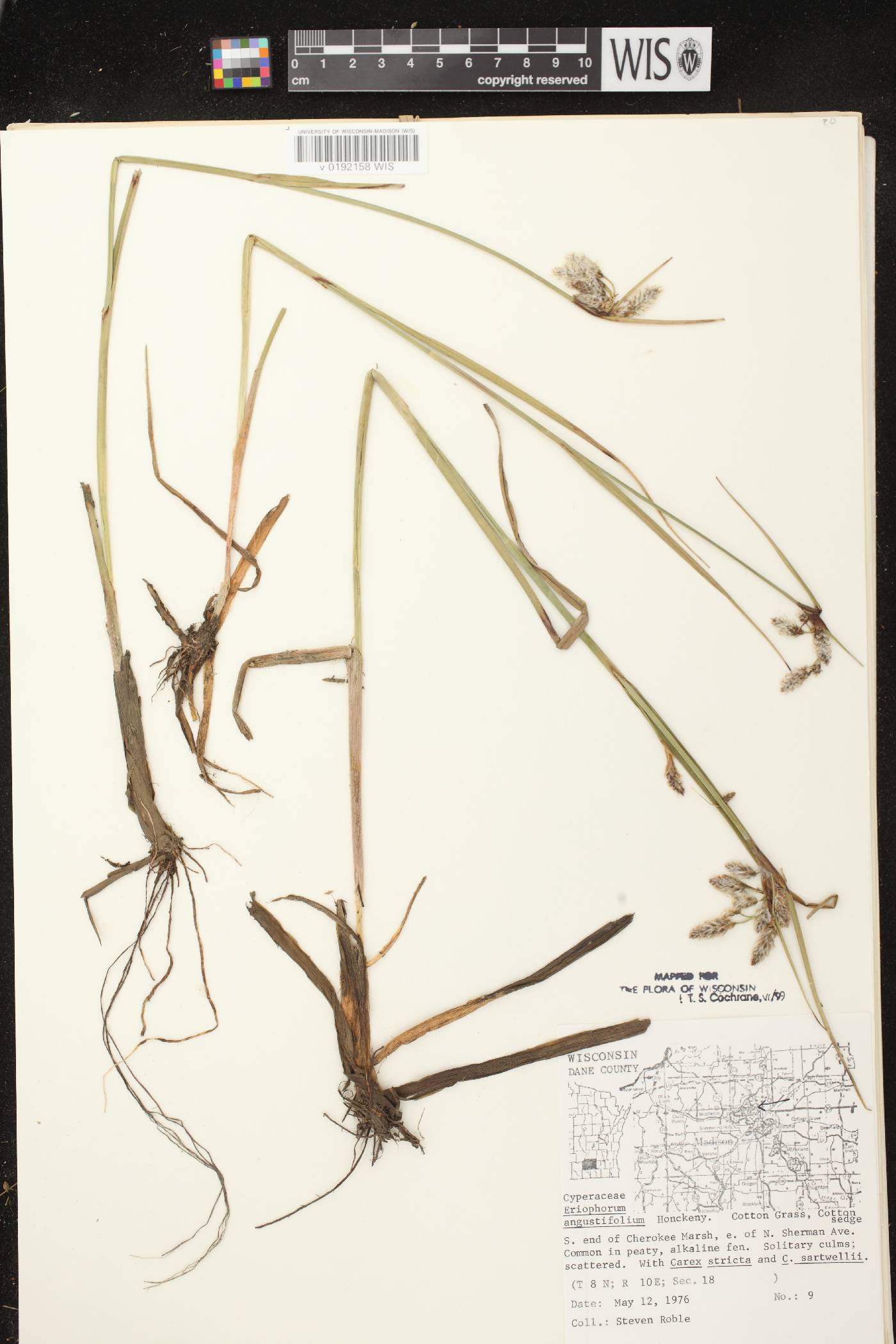 Eriophorum angustifolium subsp. angustifolium image