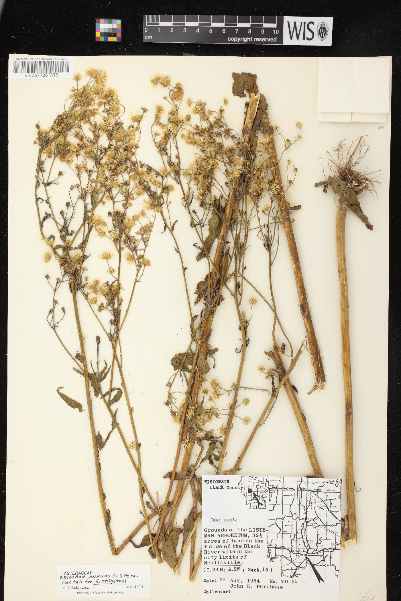 Erigeron annuus image