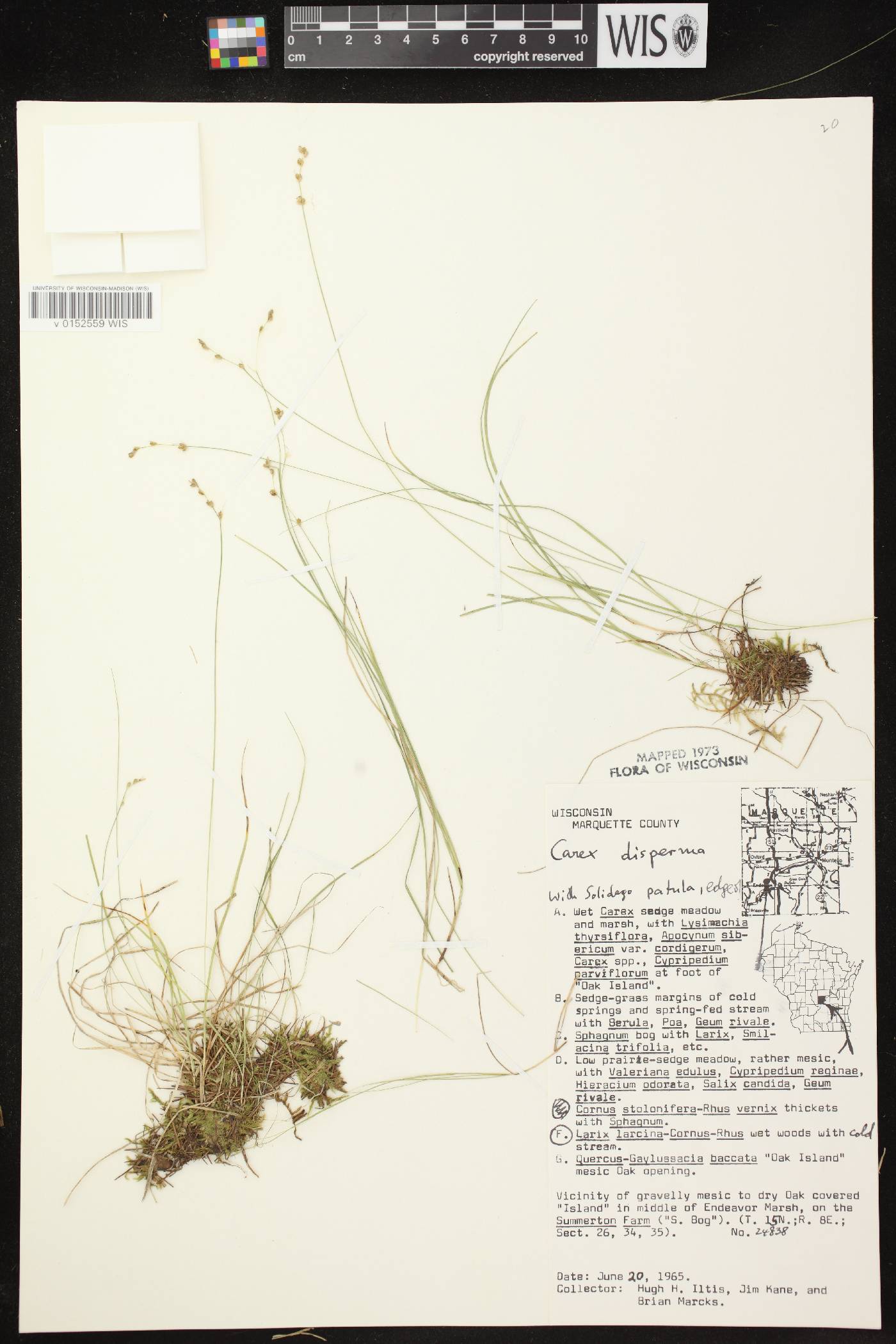 Carex disperma image