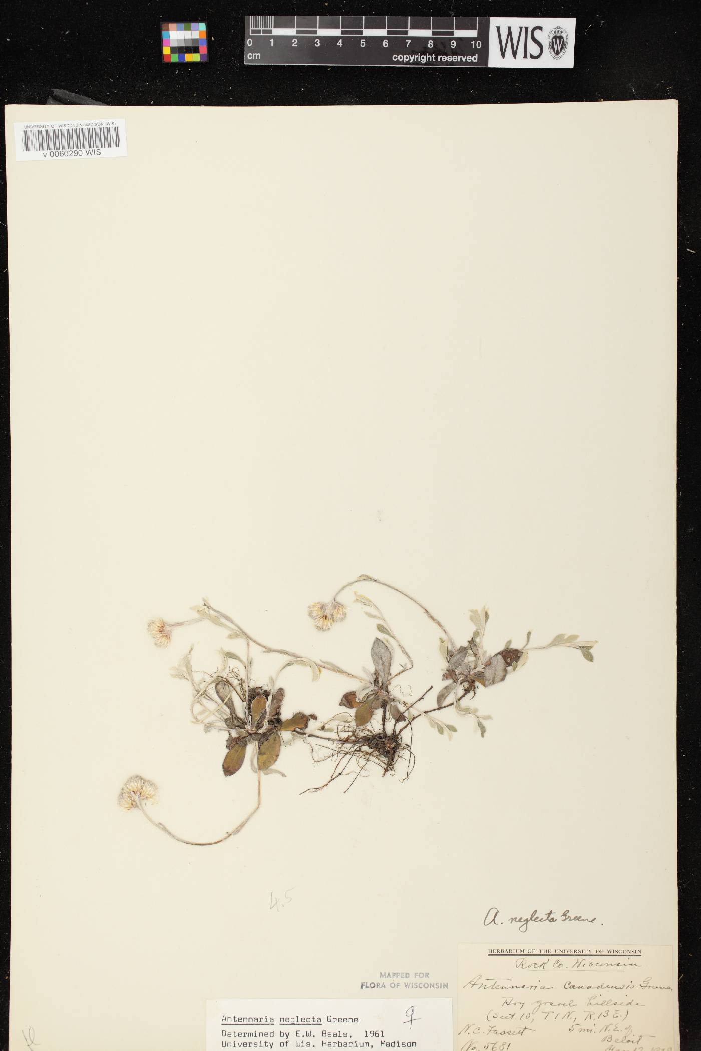 Antennaria neglecta image