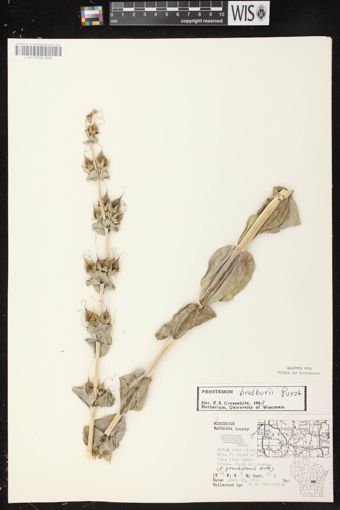 Penstemon grandiflorus image