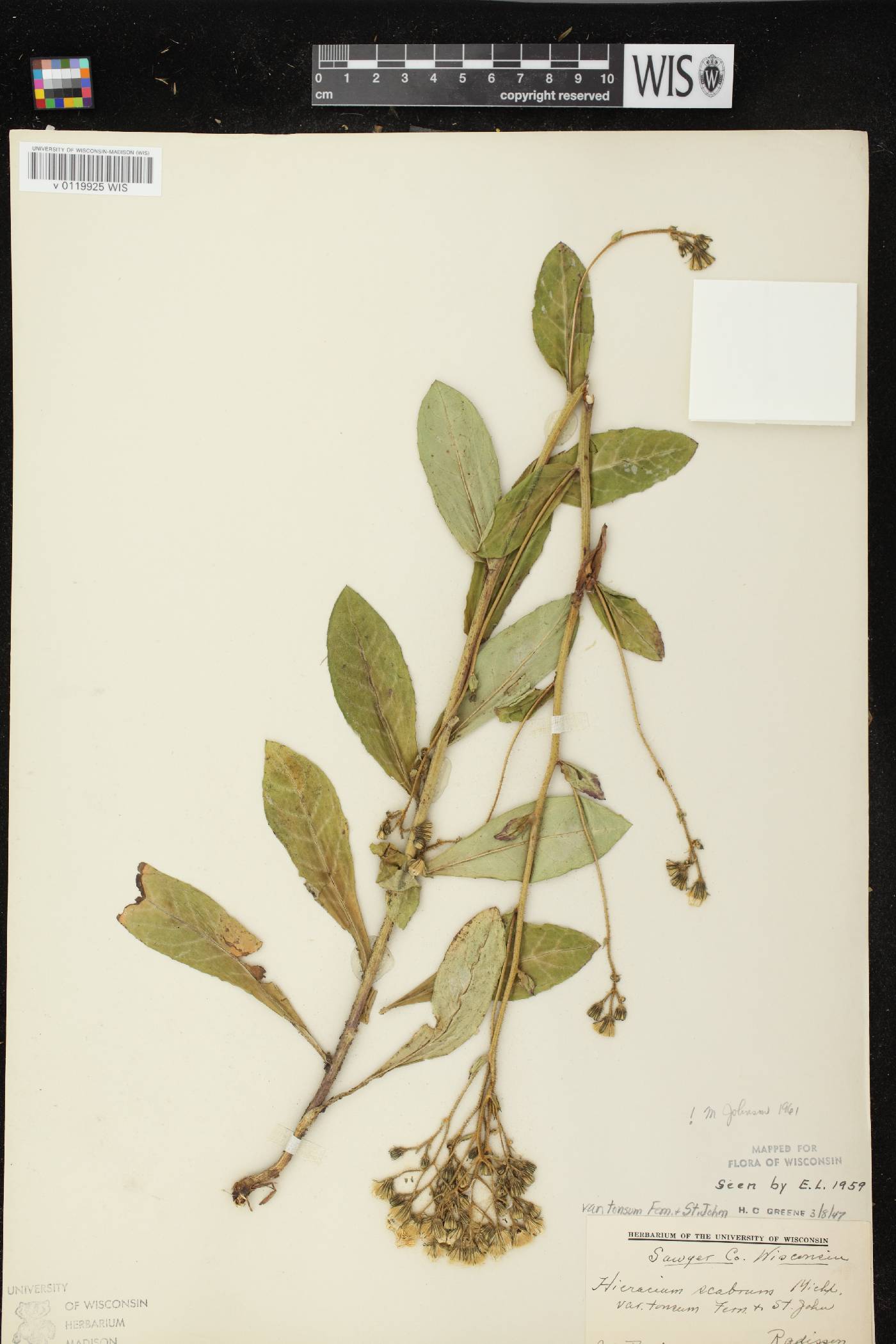 Hieracium scabrum image