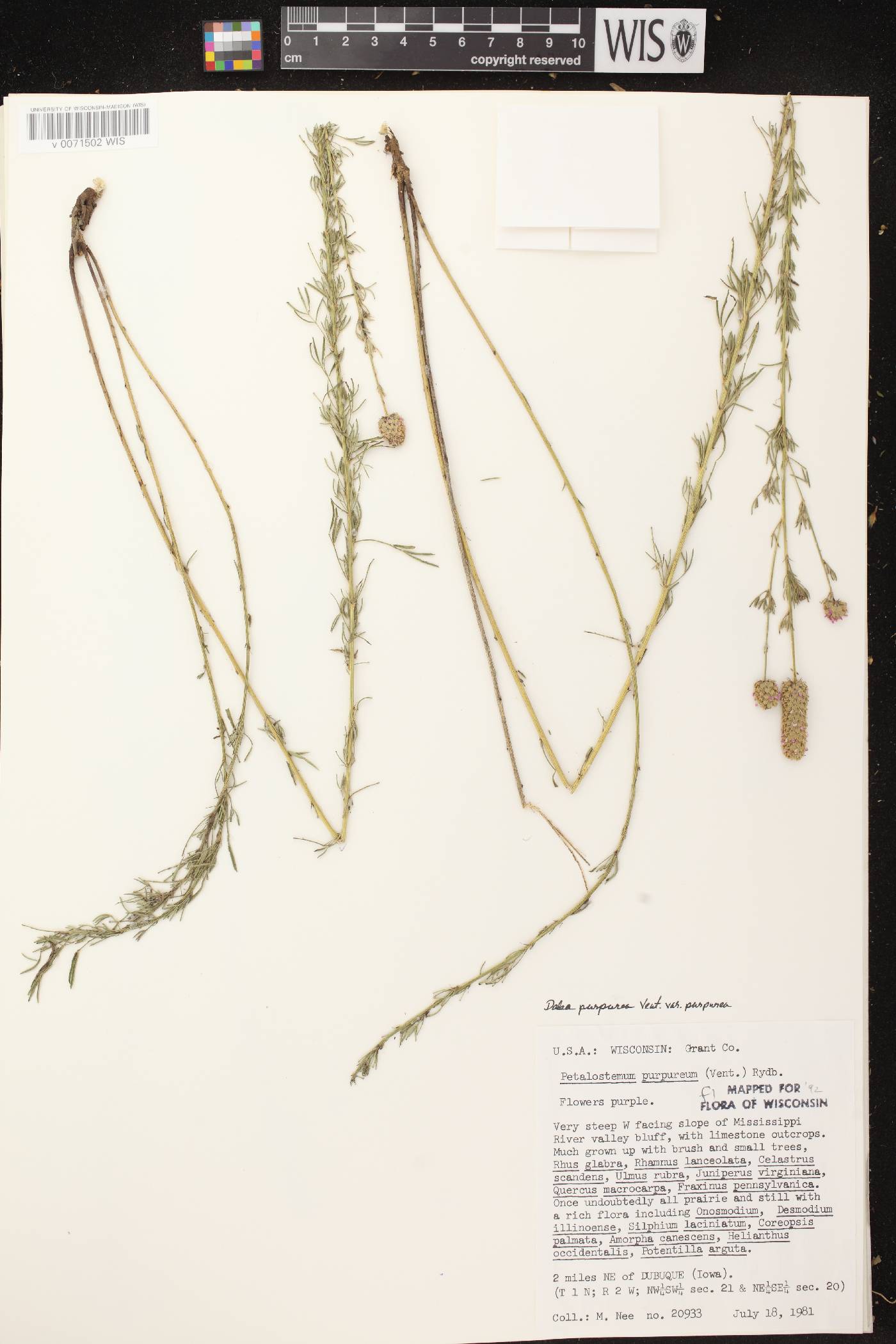 Dalea purpurea var. purpurea image