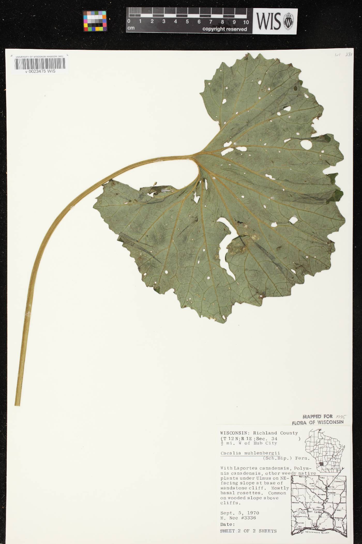 Arnoglossum reniforme image