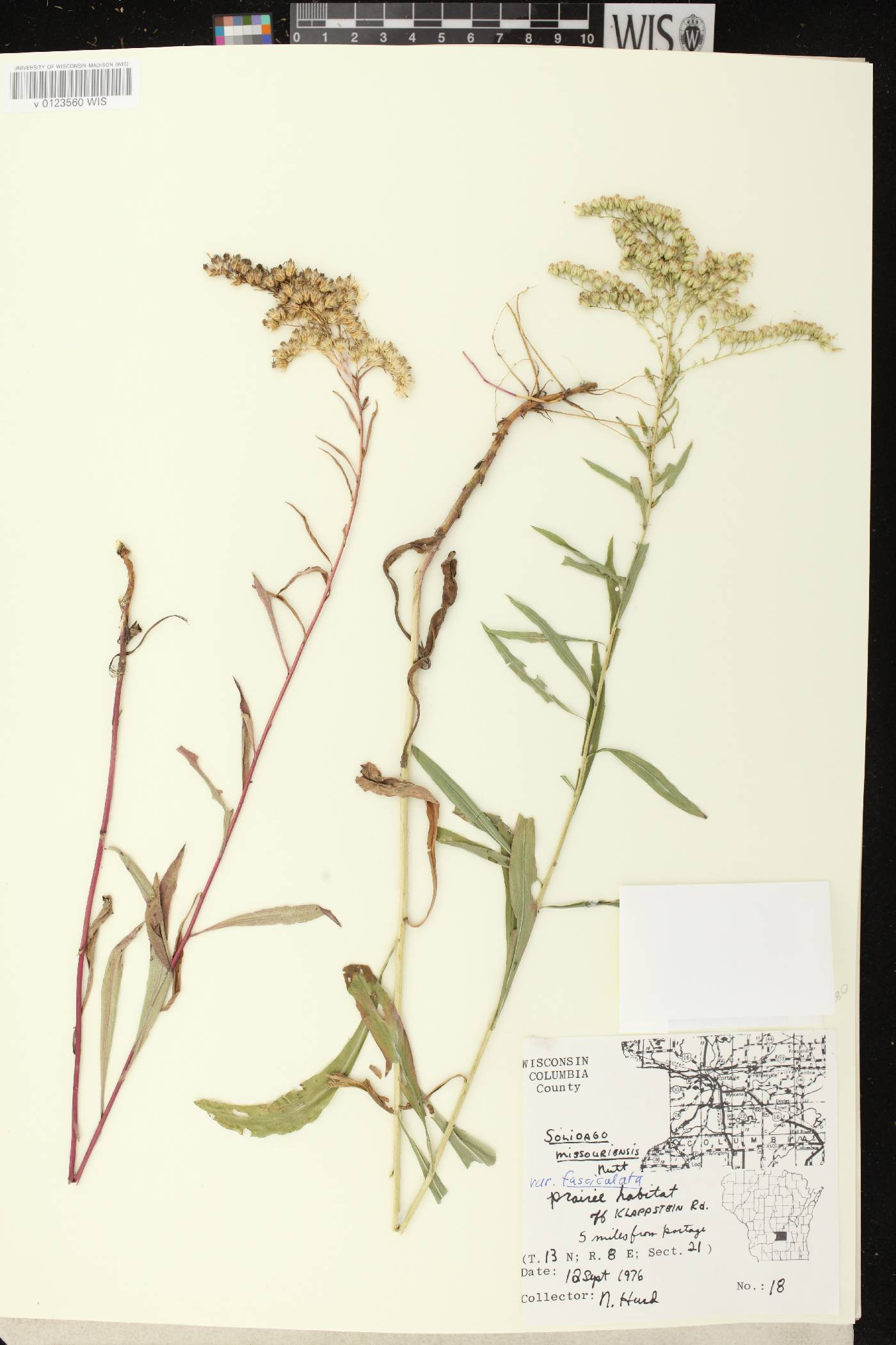 Solidago missouriensis image
