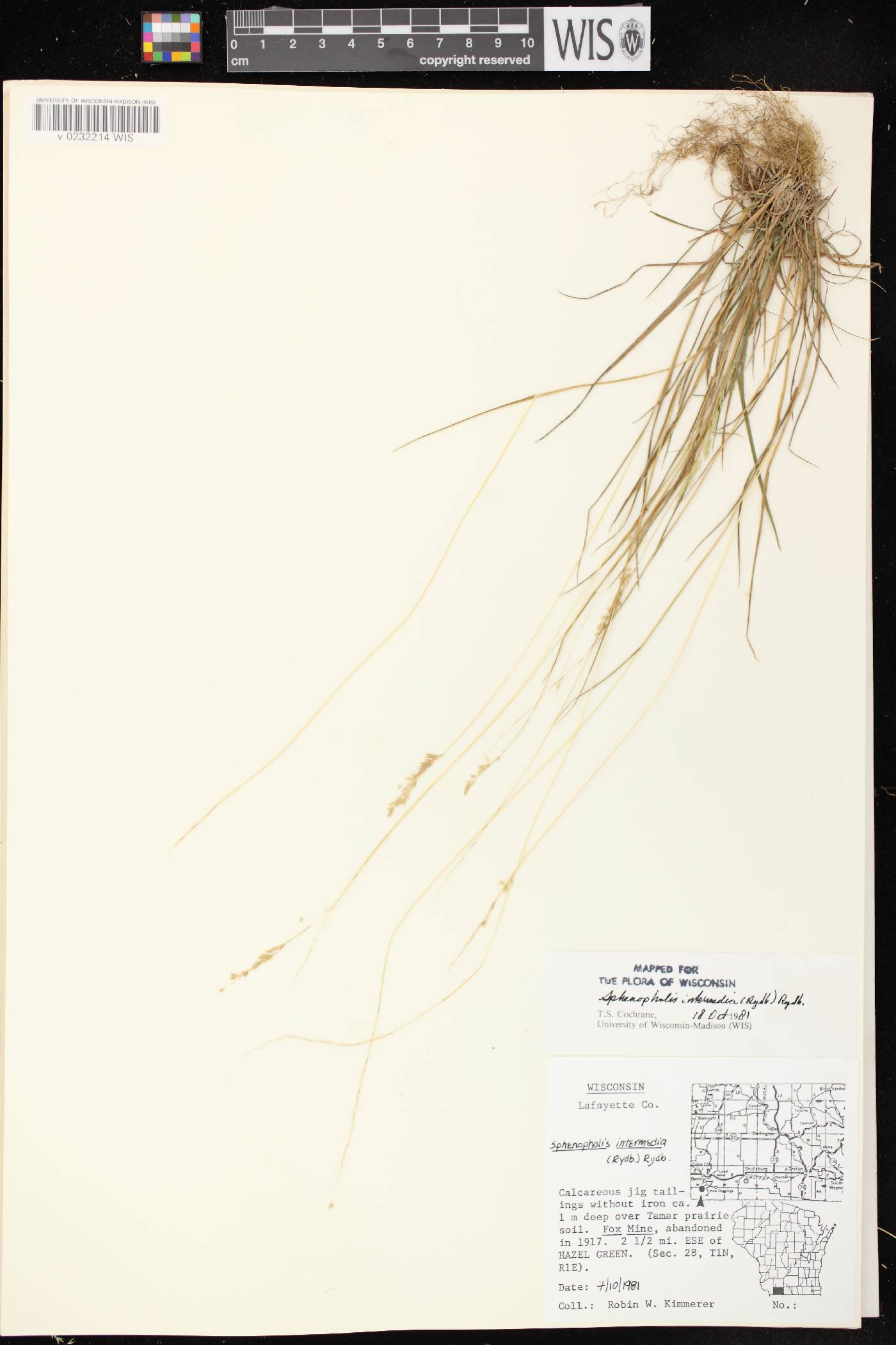 Sphenopholis intermedia image