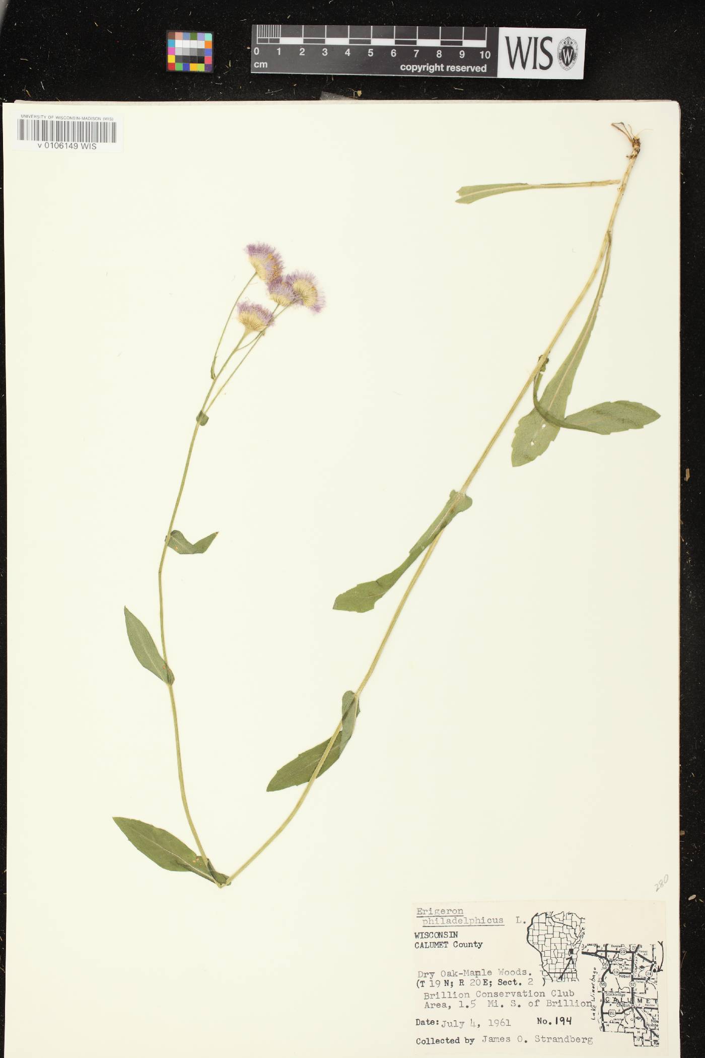 Erigeron philadelphicus image