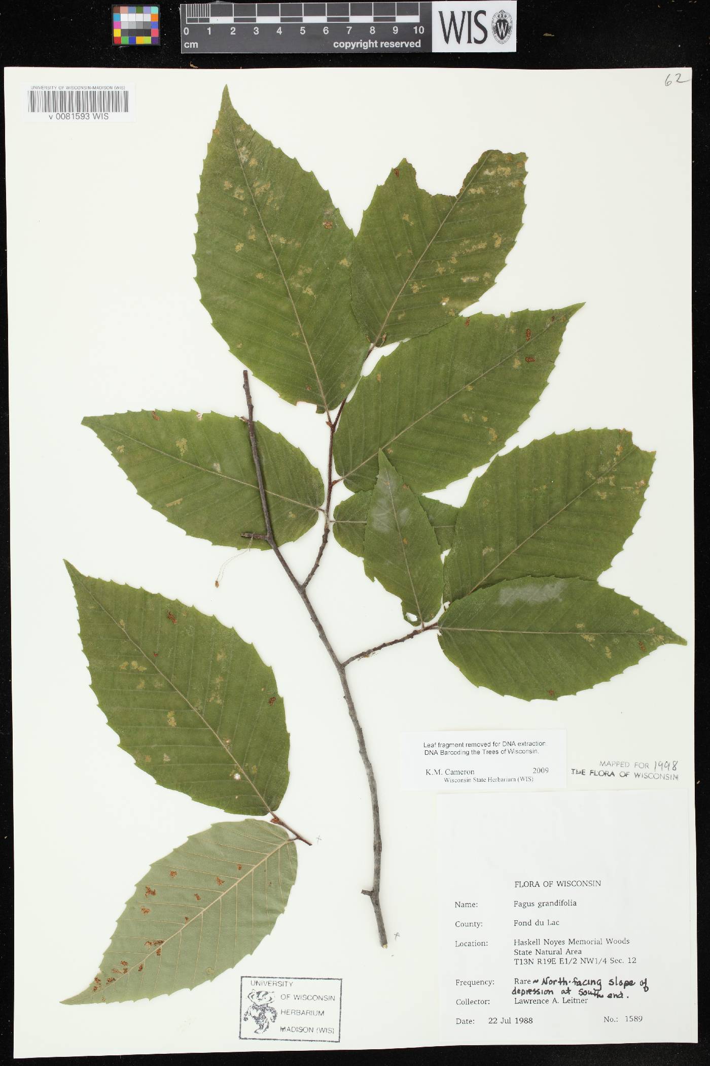 Fagus grandifolia image