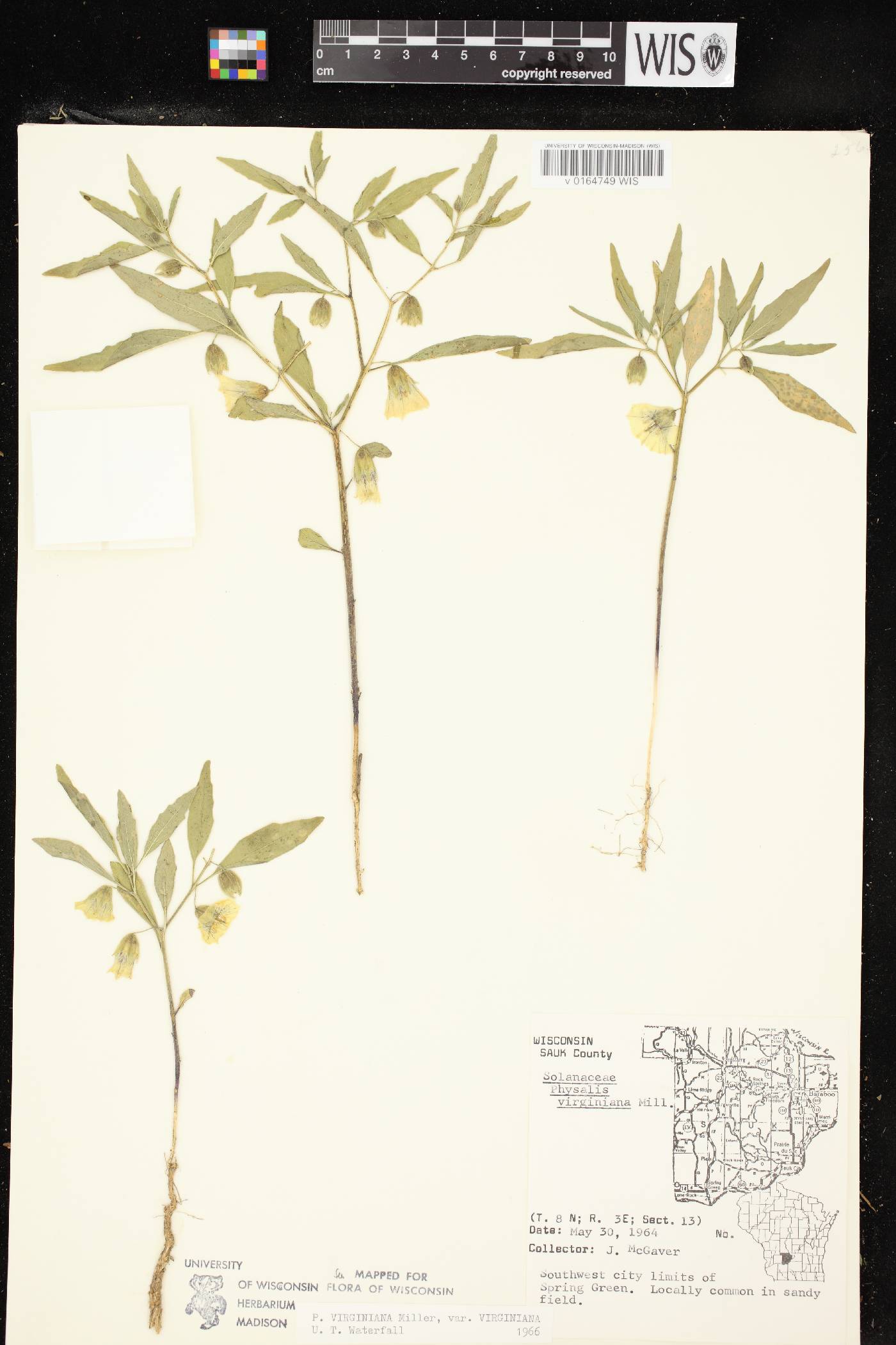 Physalis virginiana image